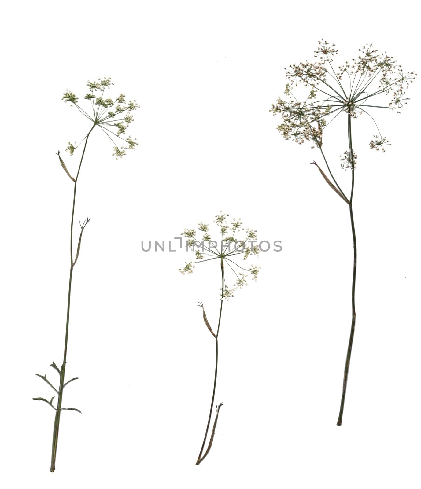 Collection of dried plants isolated on a white background. Size is extremely large