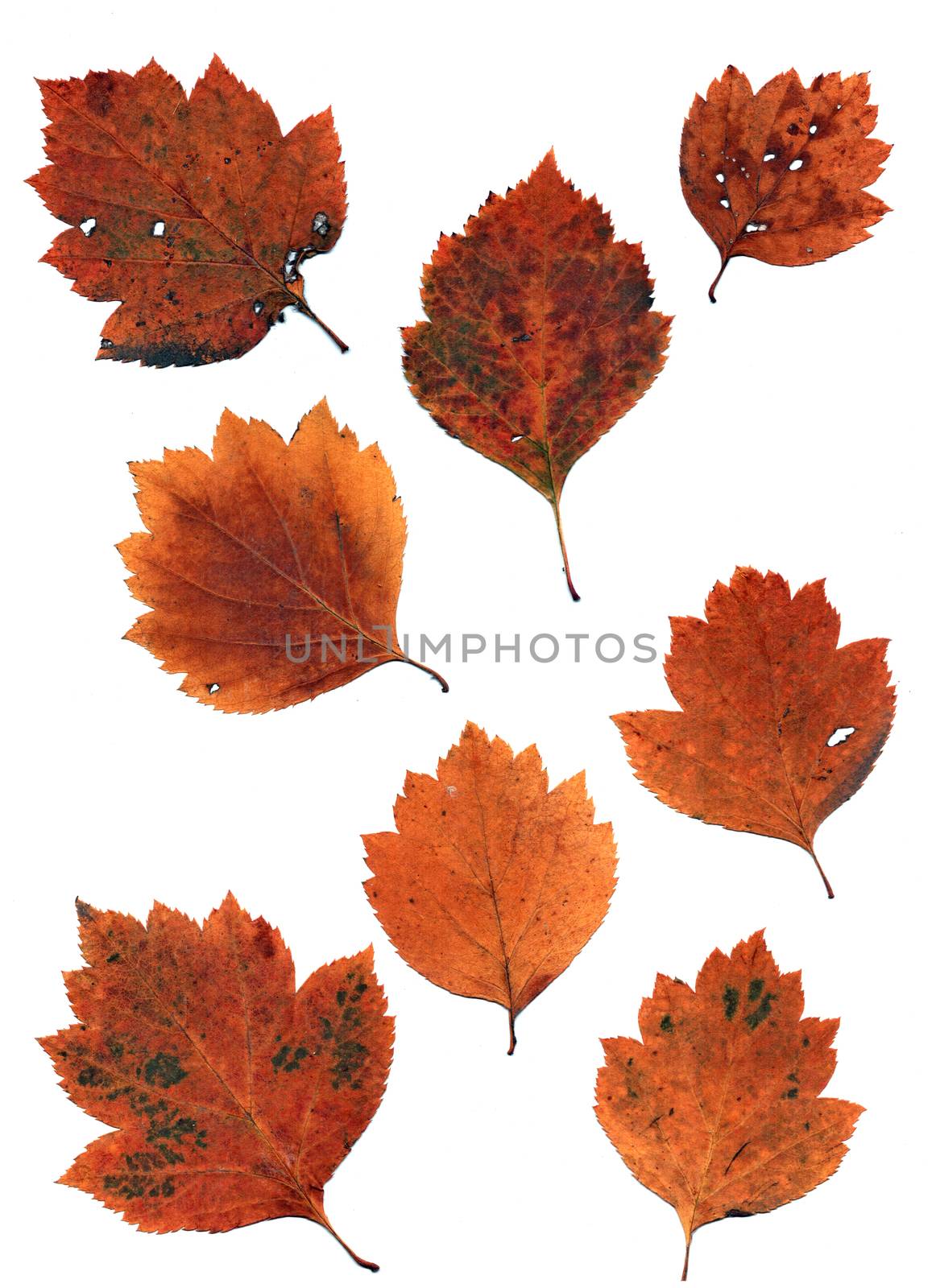 Set of autumn leaves isolated on white background. One type of plant