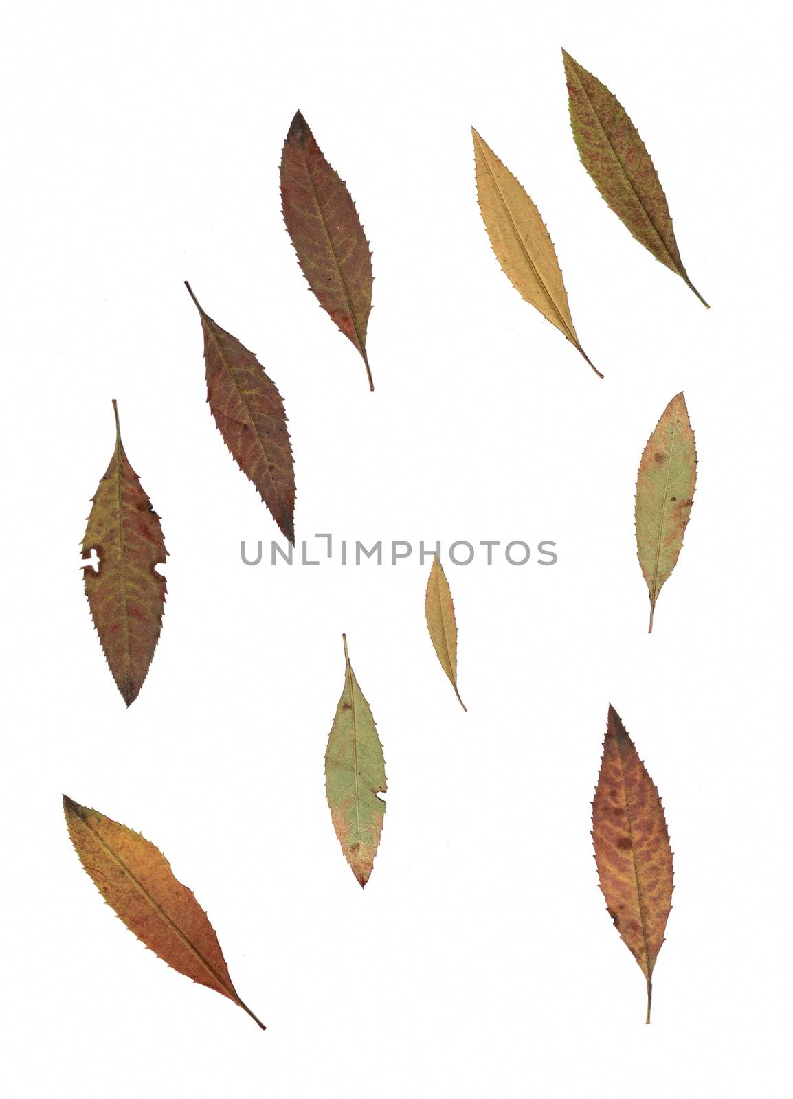 Set of autumn leaves isolated on white background by Julia_Faranchuk