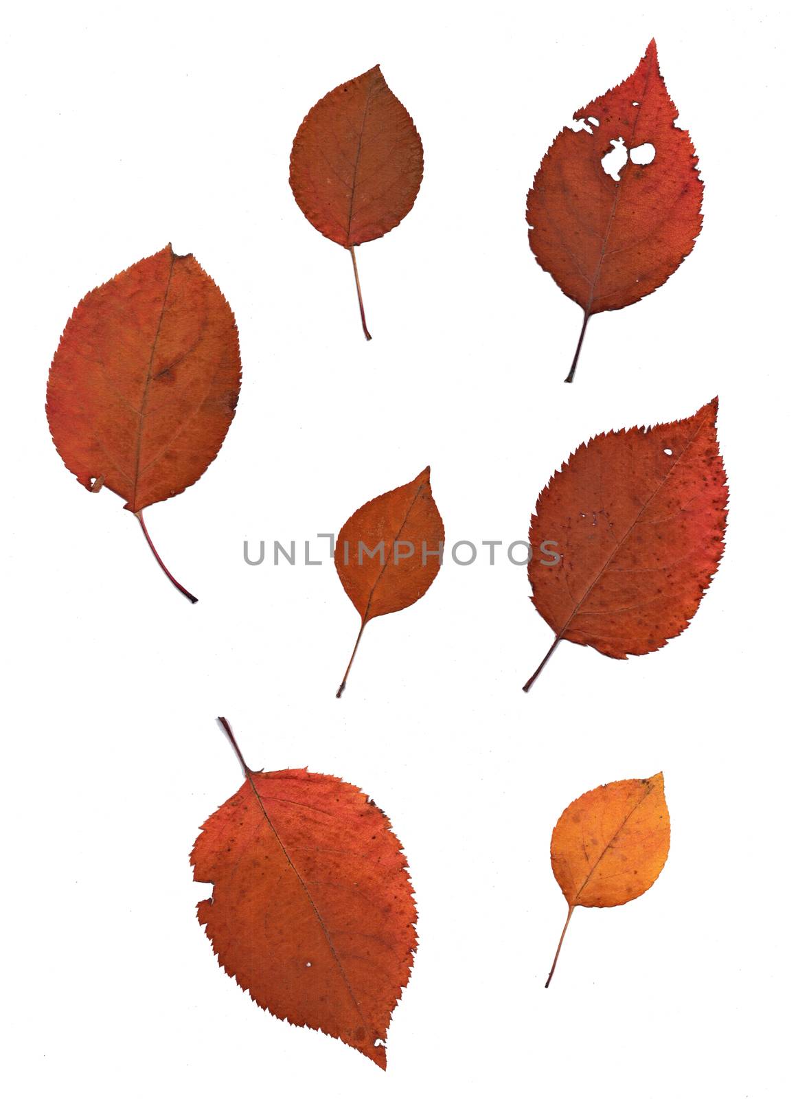 Set of autumn leaves isolated on white background by Julia_Faranchuk