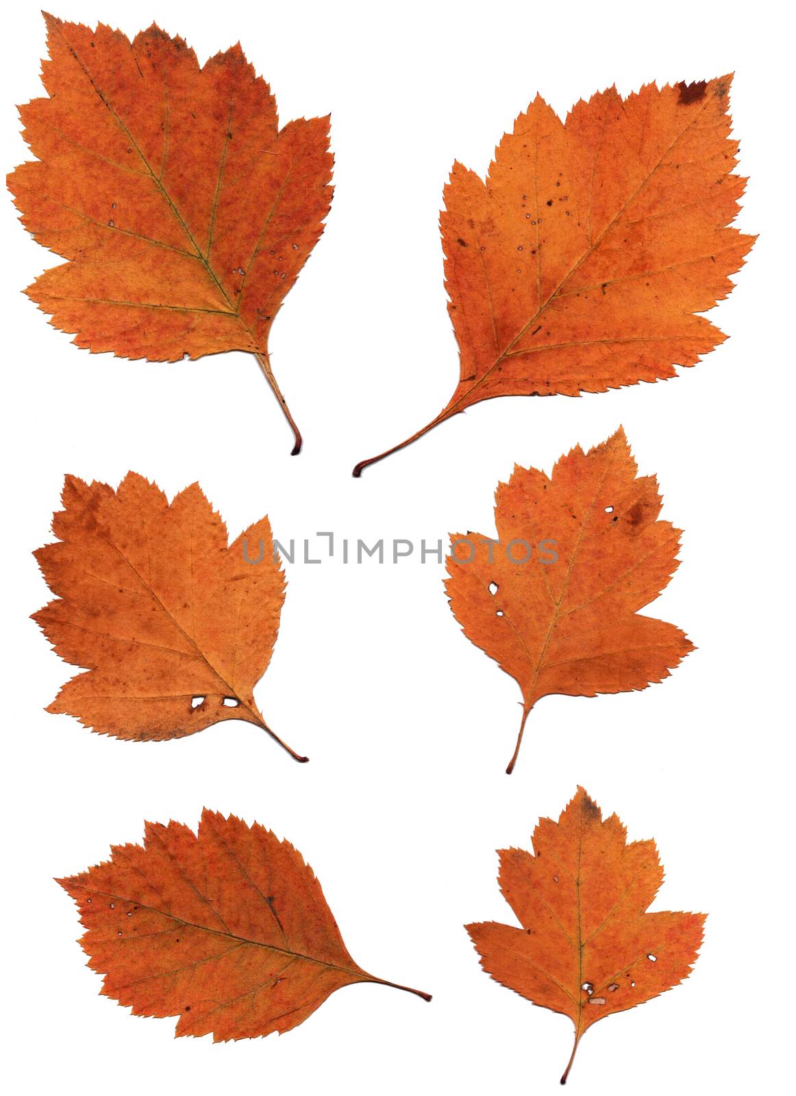 Set of autumn leaves isolated on white background by Julia_Faranchuk