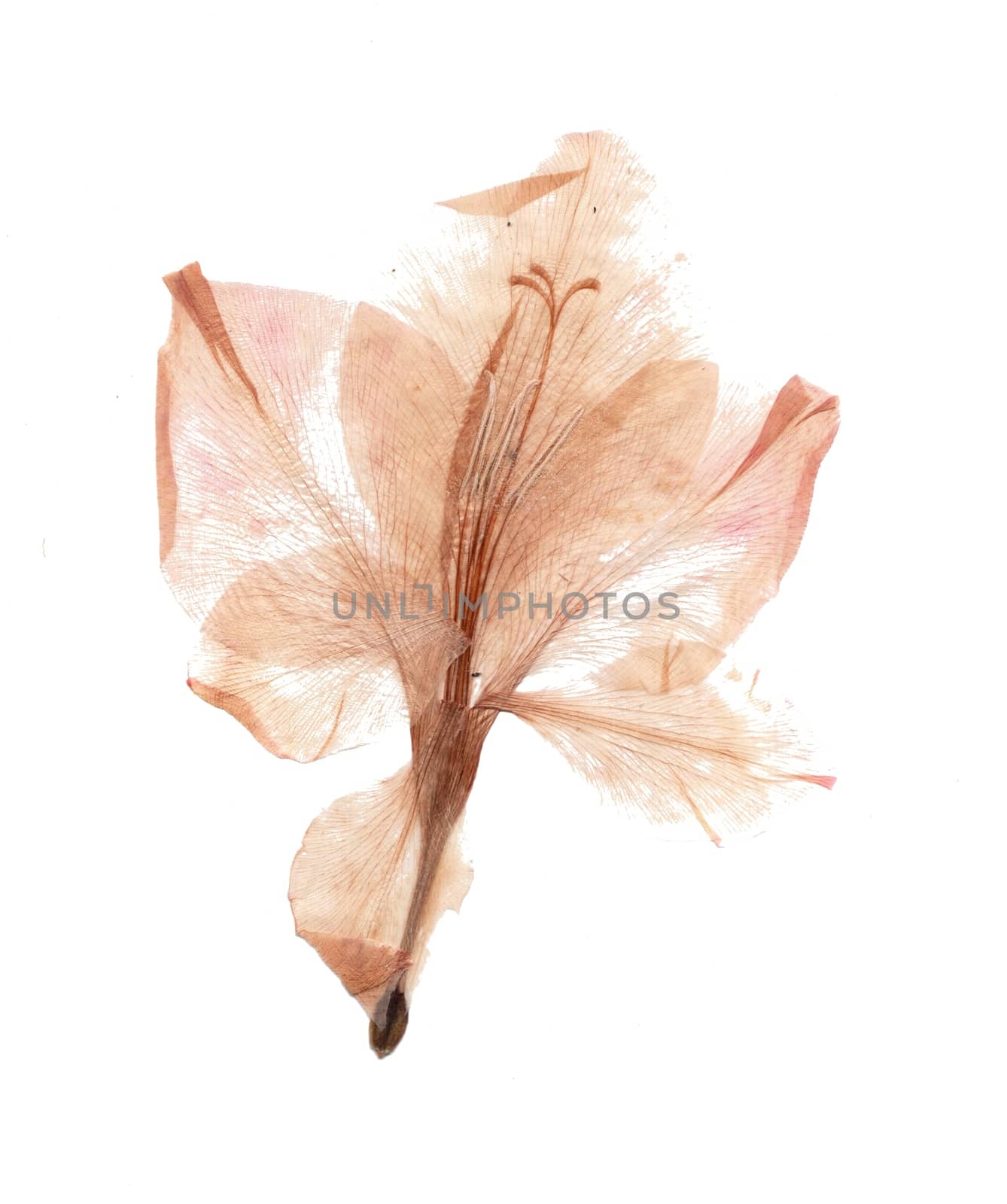 Collection of dried flowers isolated on a white background. Size is extremely large