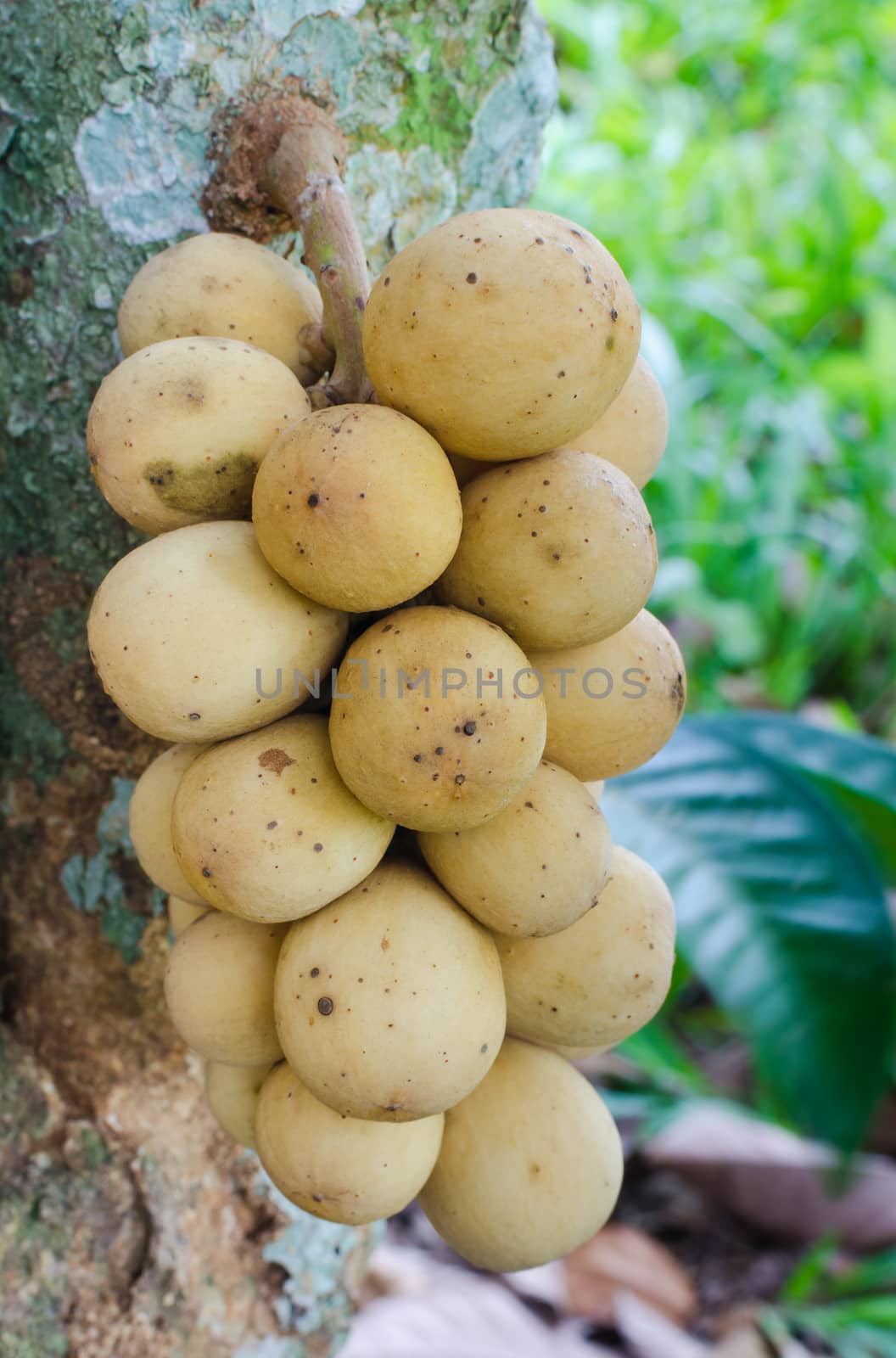 Longkong fruit or Lansium parasiticum is tropical fruit in Thailand