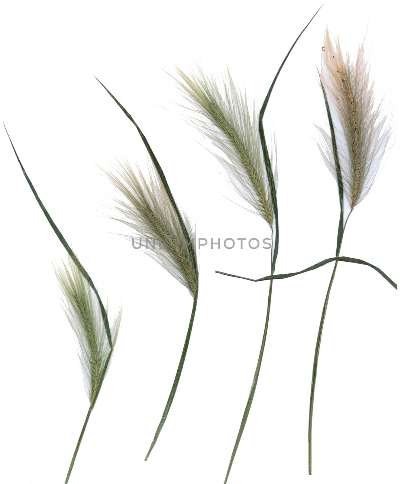 Collection of dried plants isolated on a white background by Julia_Faranchuk