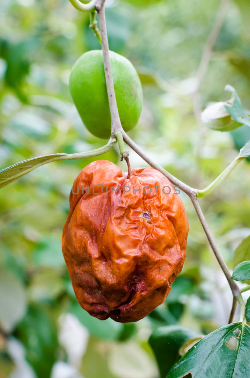 rotten monkey apple hanging on a tree.