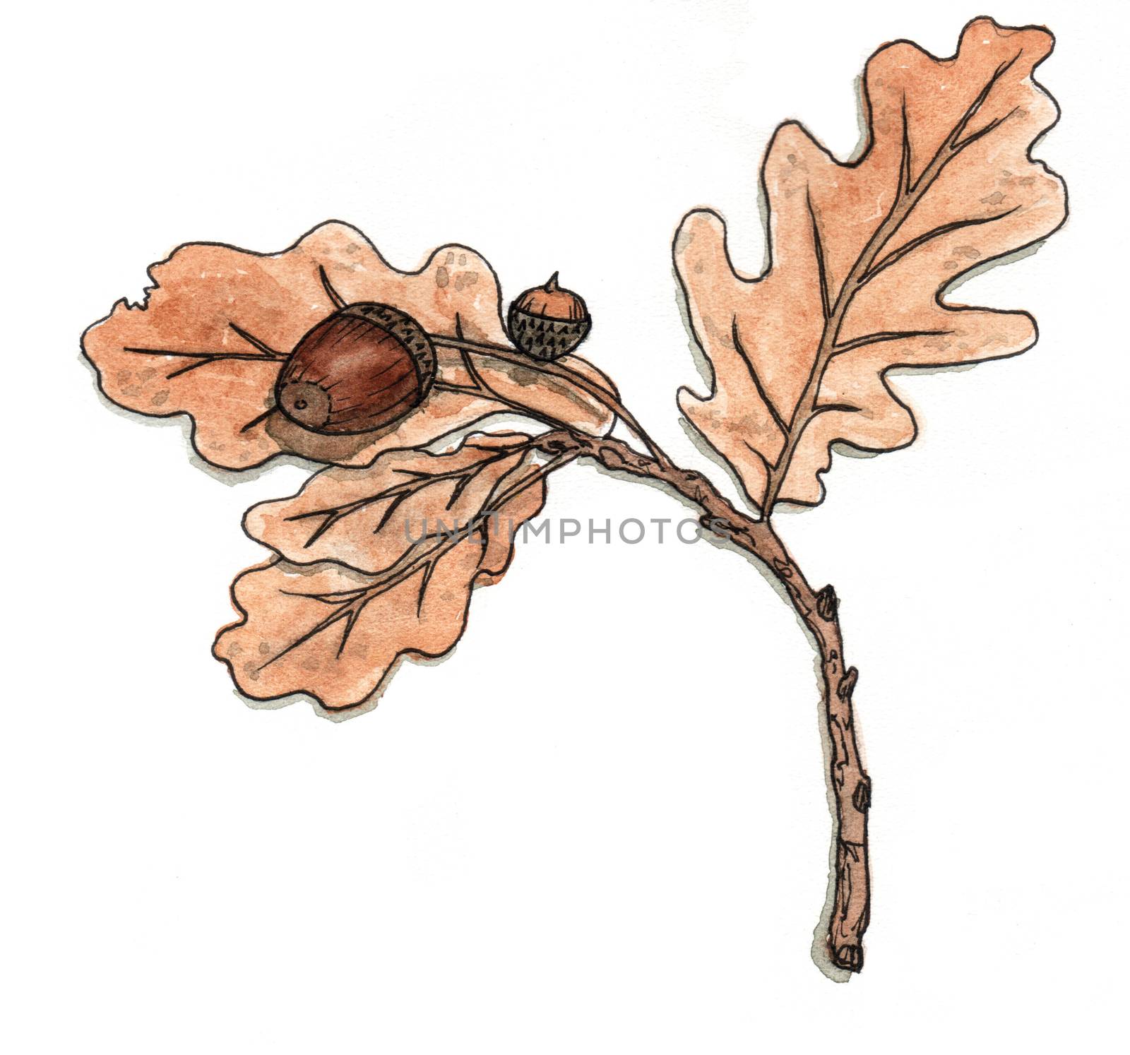 Oak branch with leaves and acorns. Hand drawing watercolor. Autumn motive.