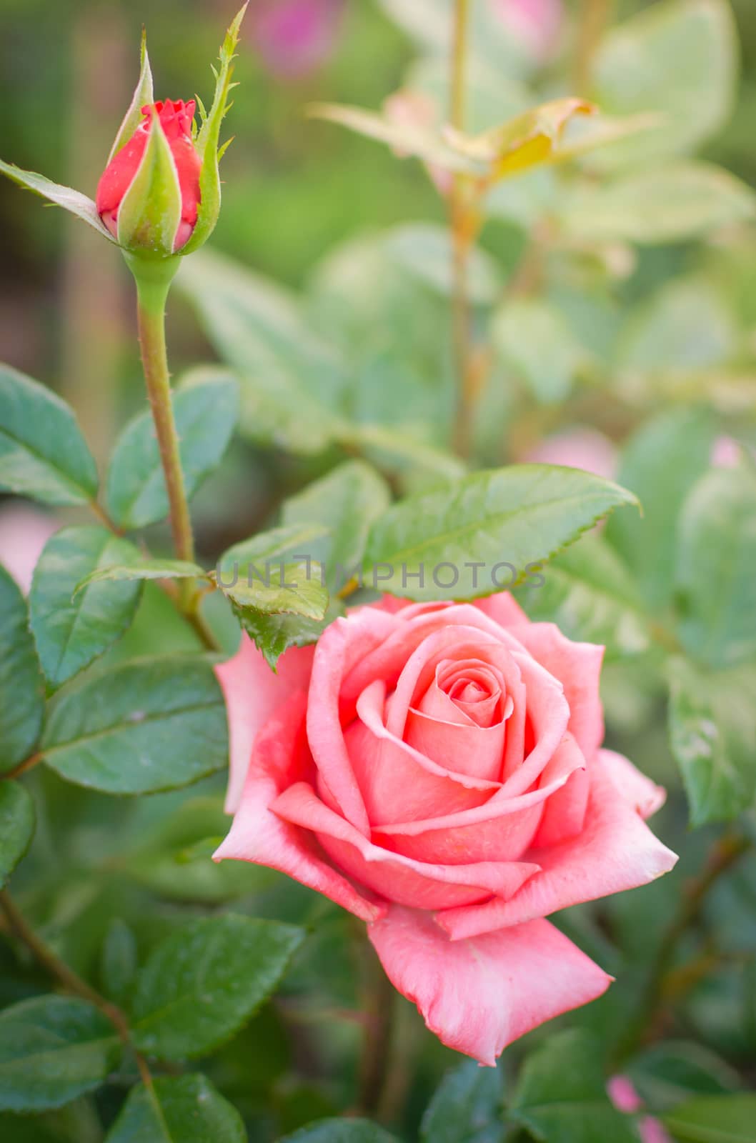 Beautiful pink rose in a garden by nop16