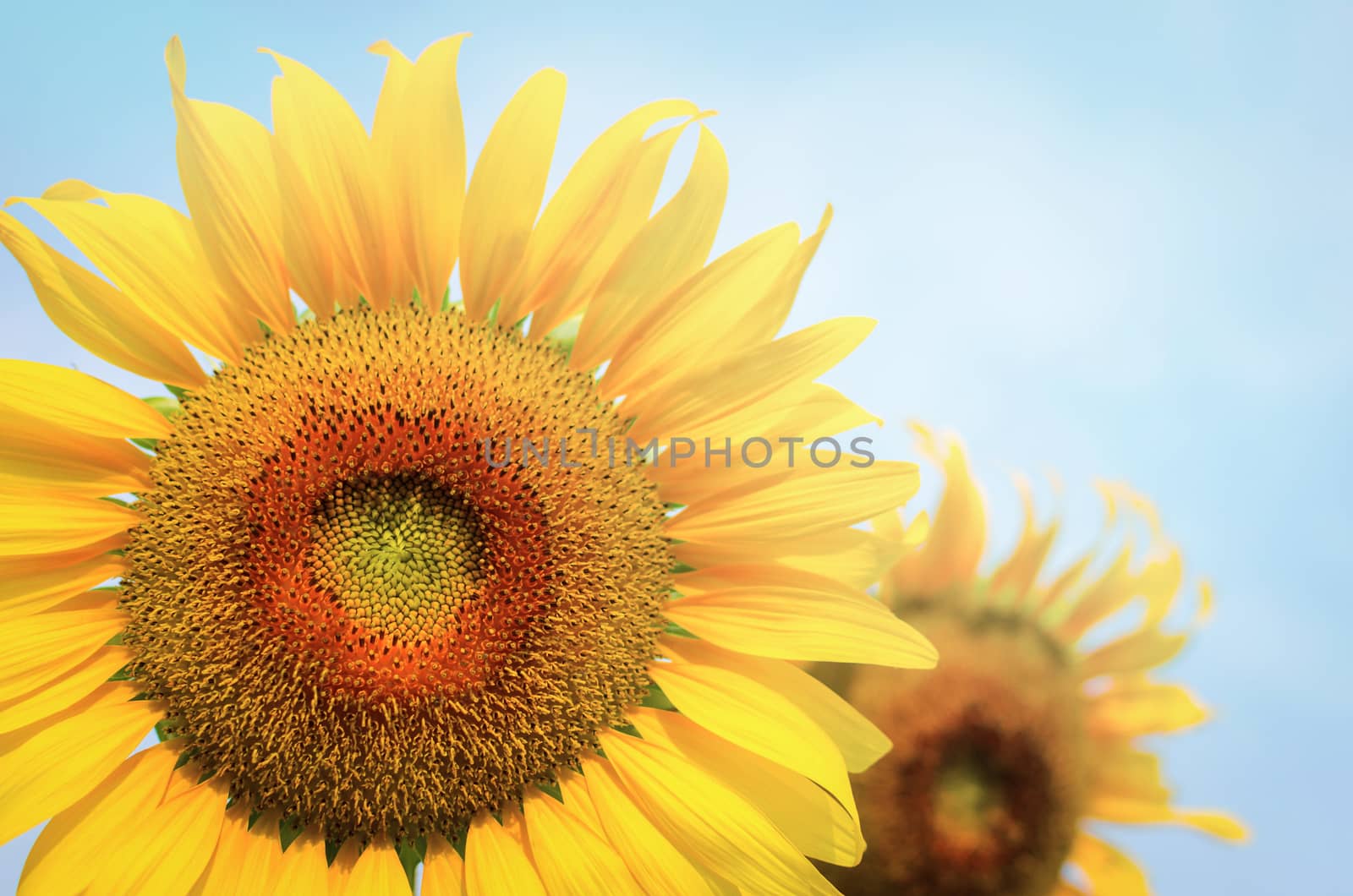 sun flower by nop16
