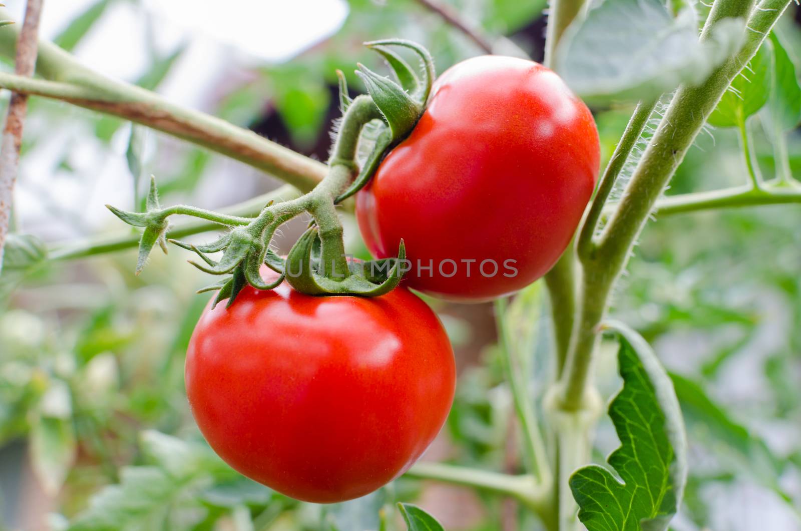 Tomatoes grown in the organic garden.