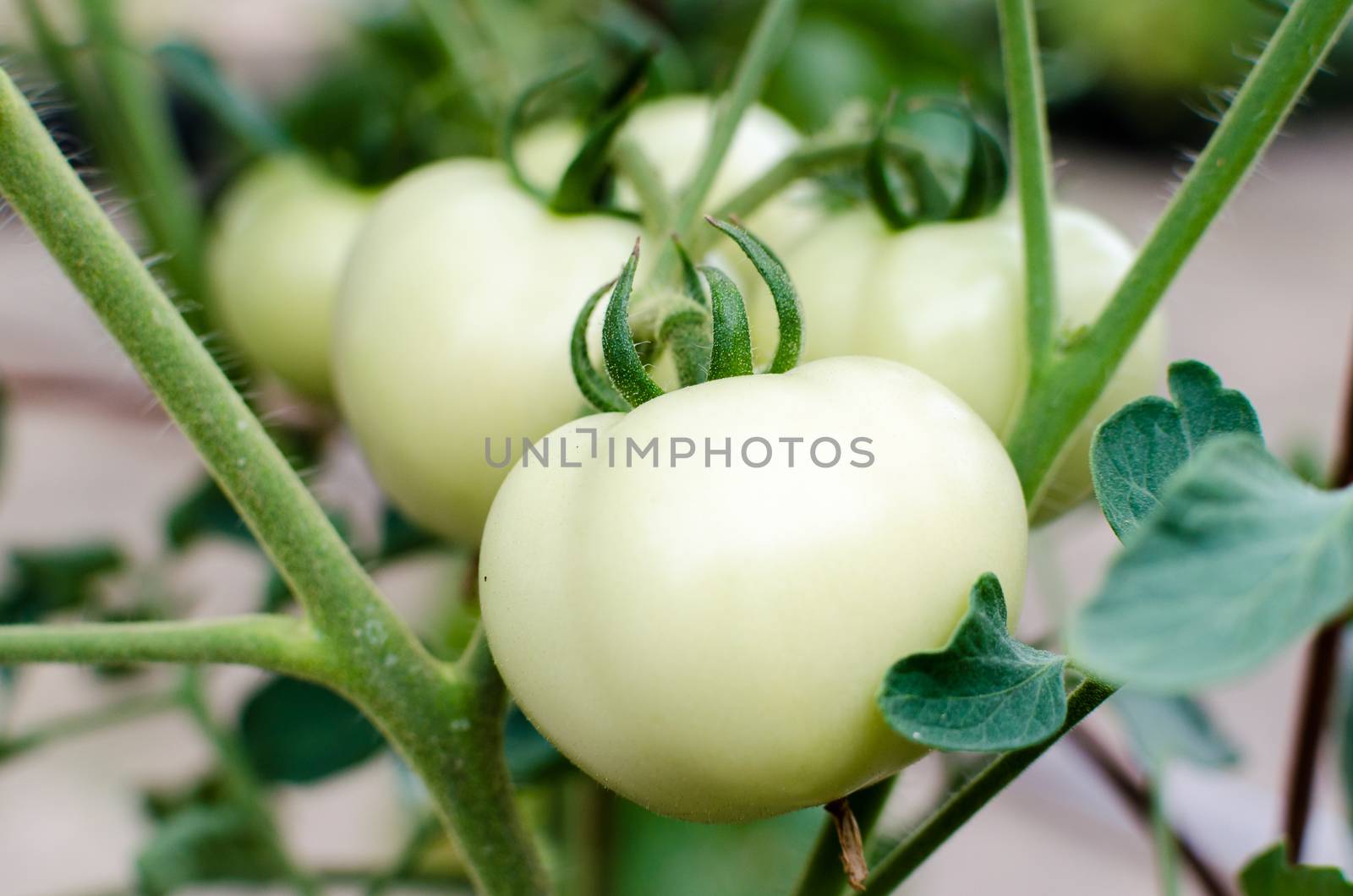 White tomato growing in greenhouse in garden