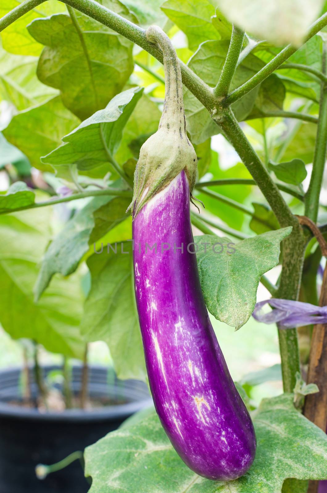 violet eggplant by nop16