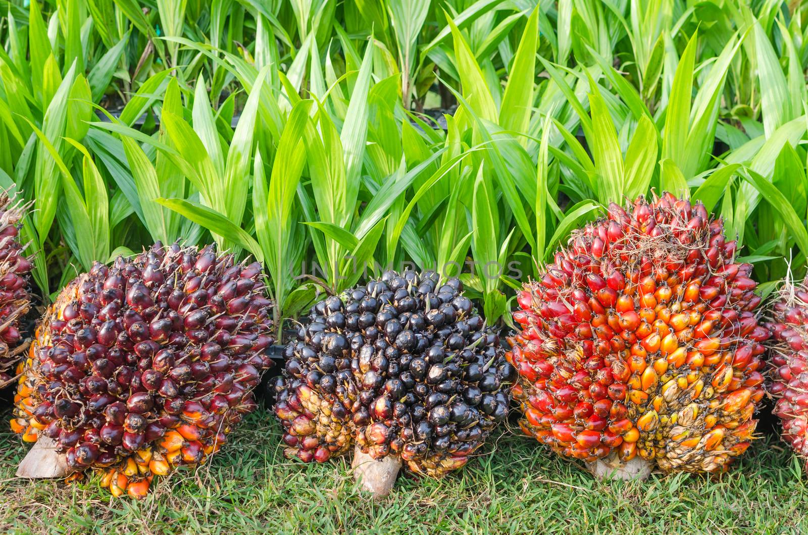 Pile of Palm Oil Fruits with Seedlings