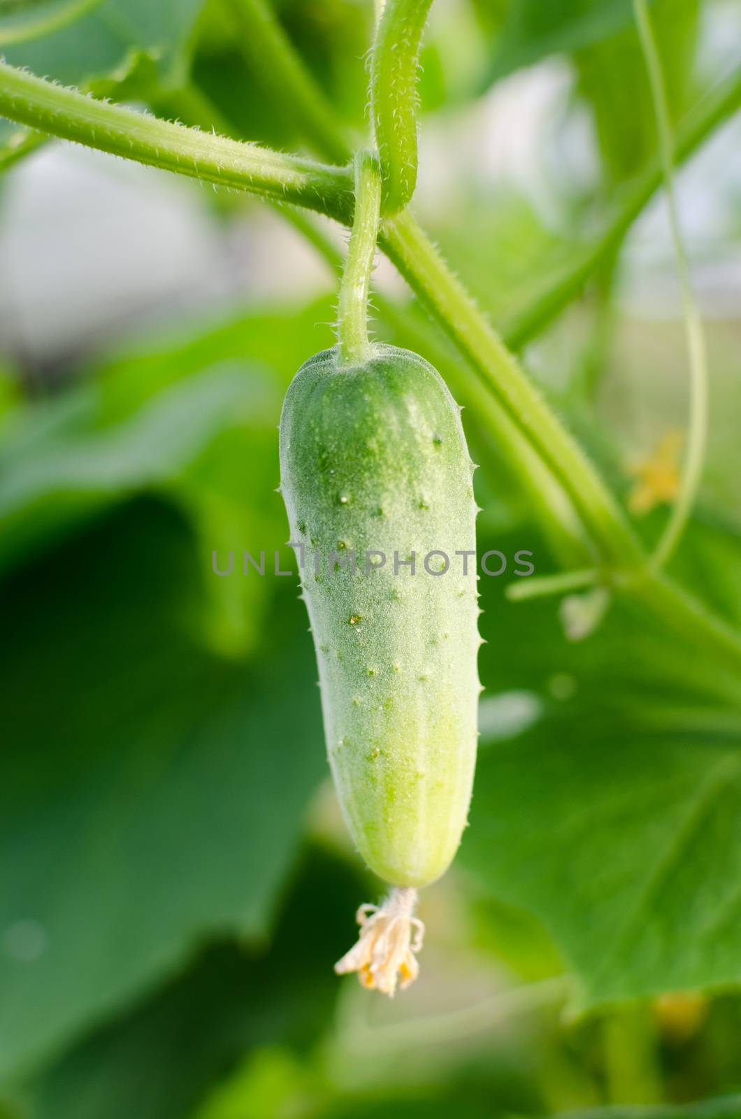 young Cucumber in the garden