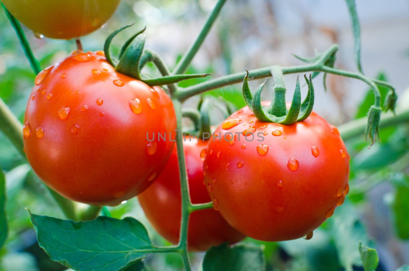 Tomatoes grown in the organic garden.