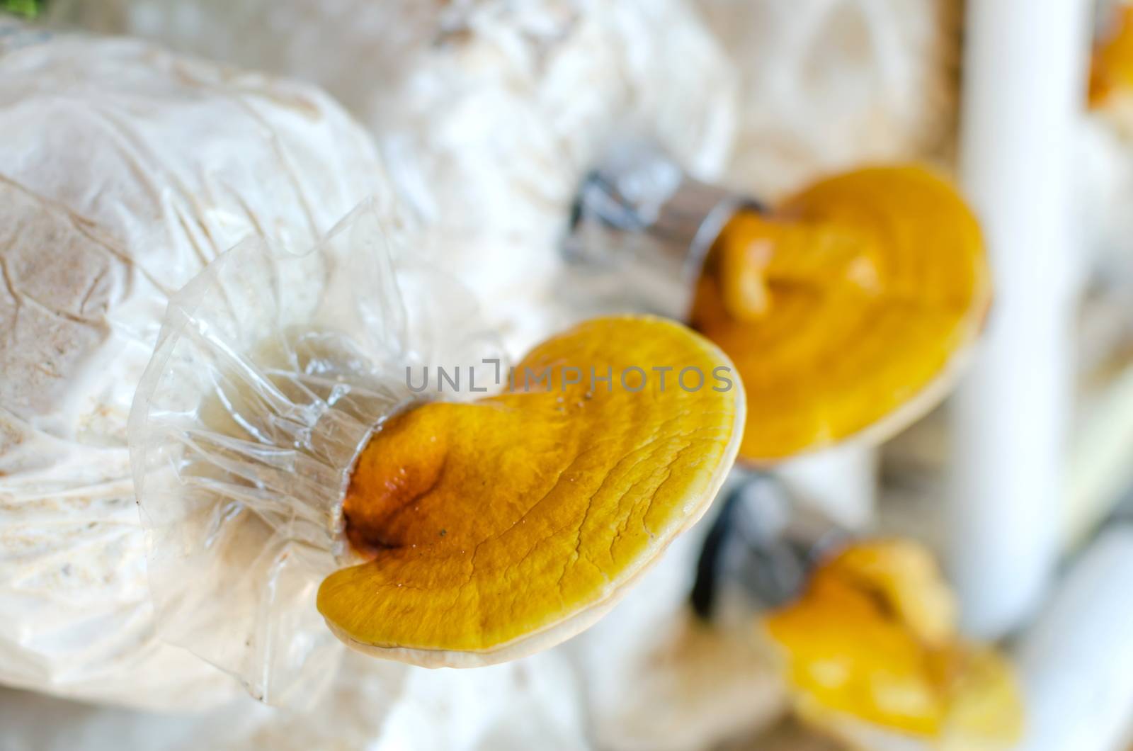Lingzhi,Ganoderma lucidum mushroom by nop16