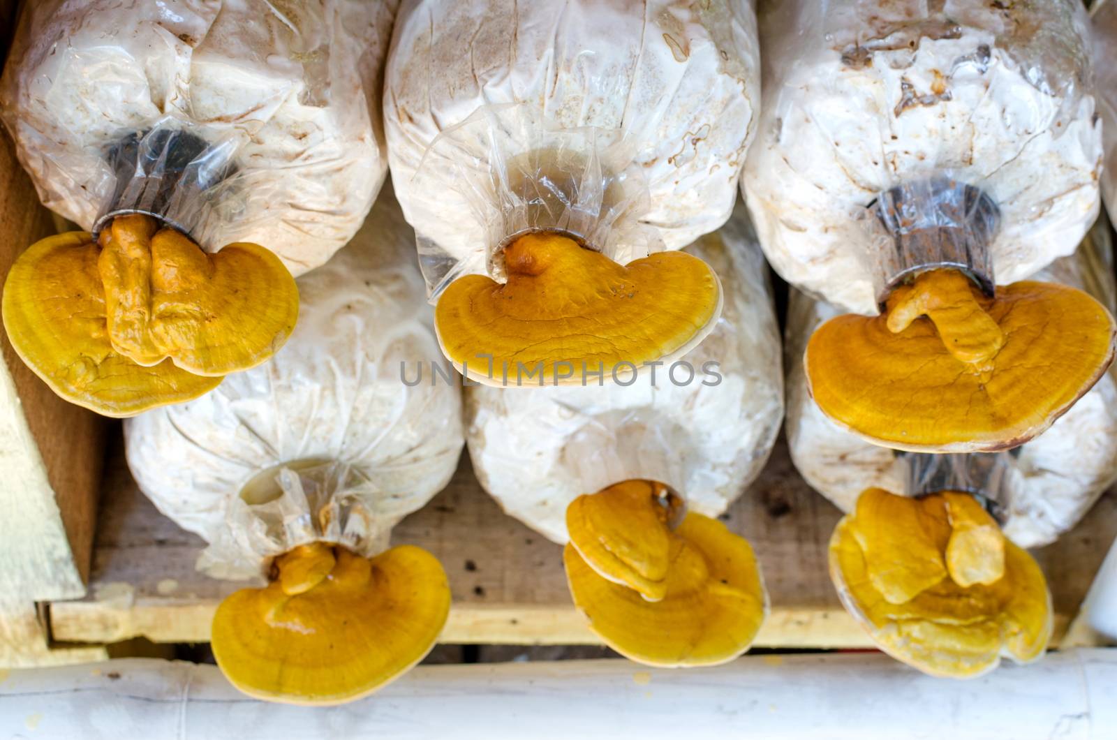 Lingzhi,Ganoderma lucidum mushrooms  in the farm.