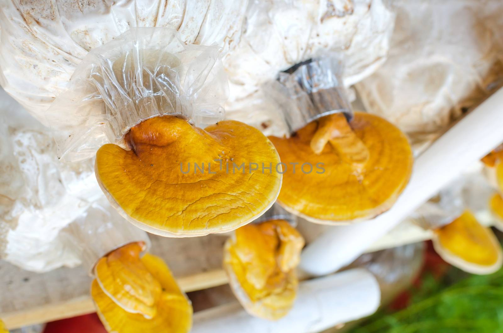 Lingzhi,Ganoderma lucidum mushrooms  in the farm.