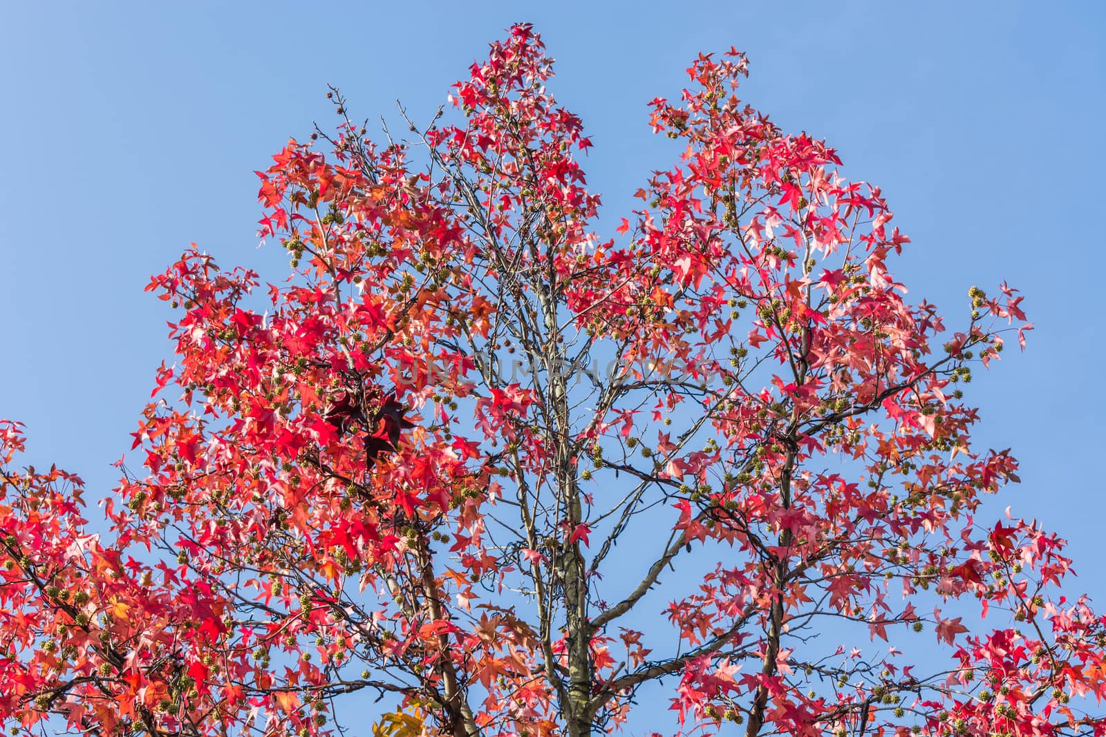 Autumn tree near the forest in November in sunny weather.