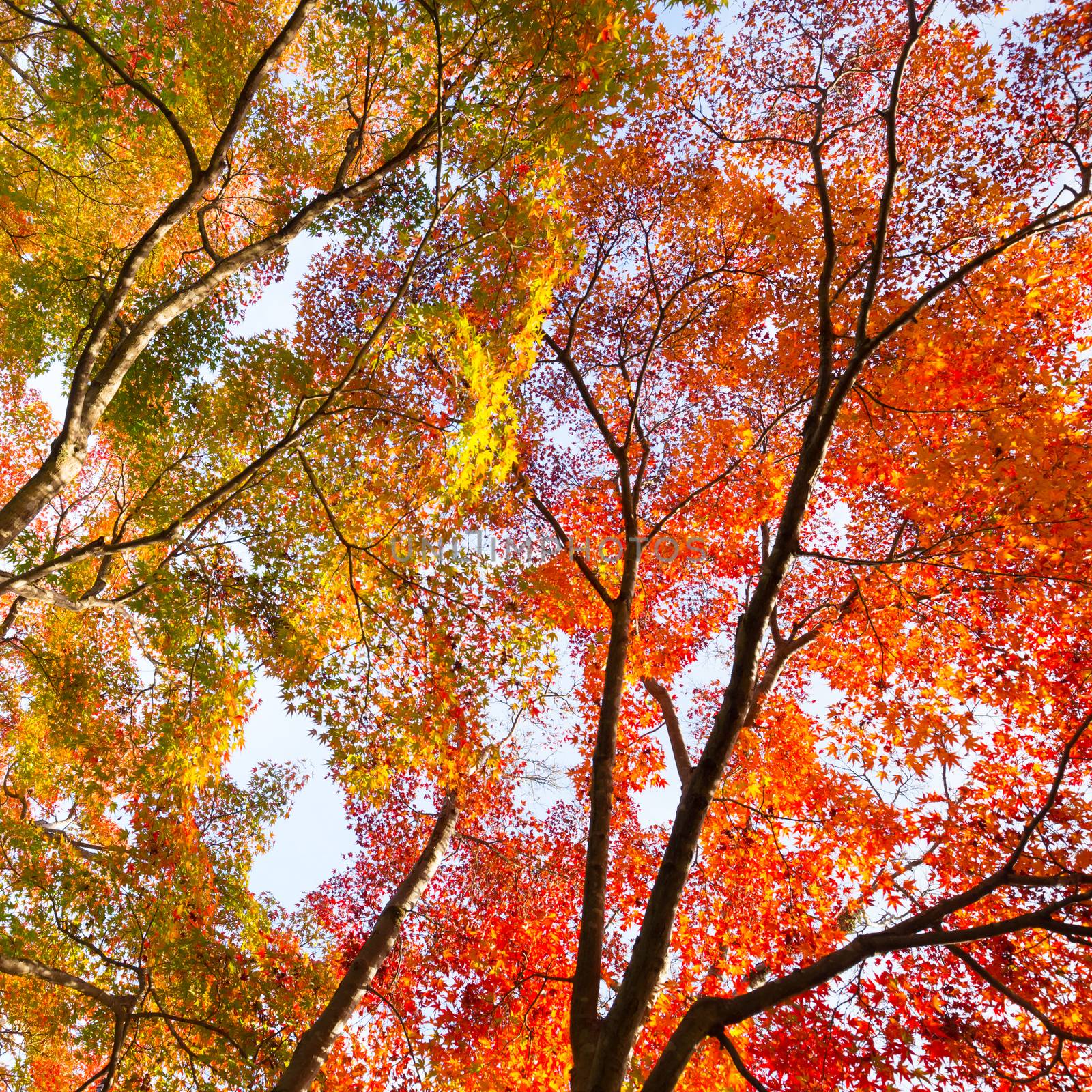 The warm autumn sun shining through colorful treetops, with beautiful bright blue sky. Square composition.