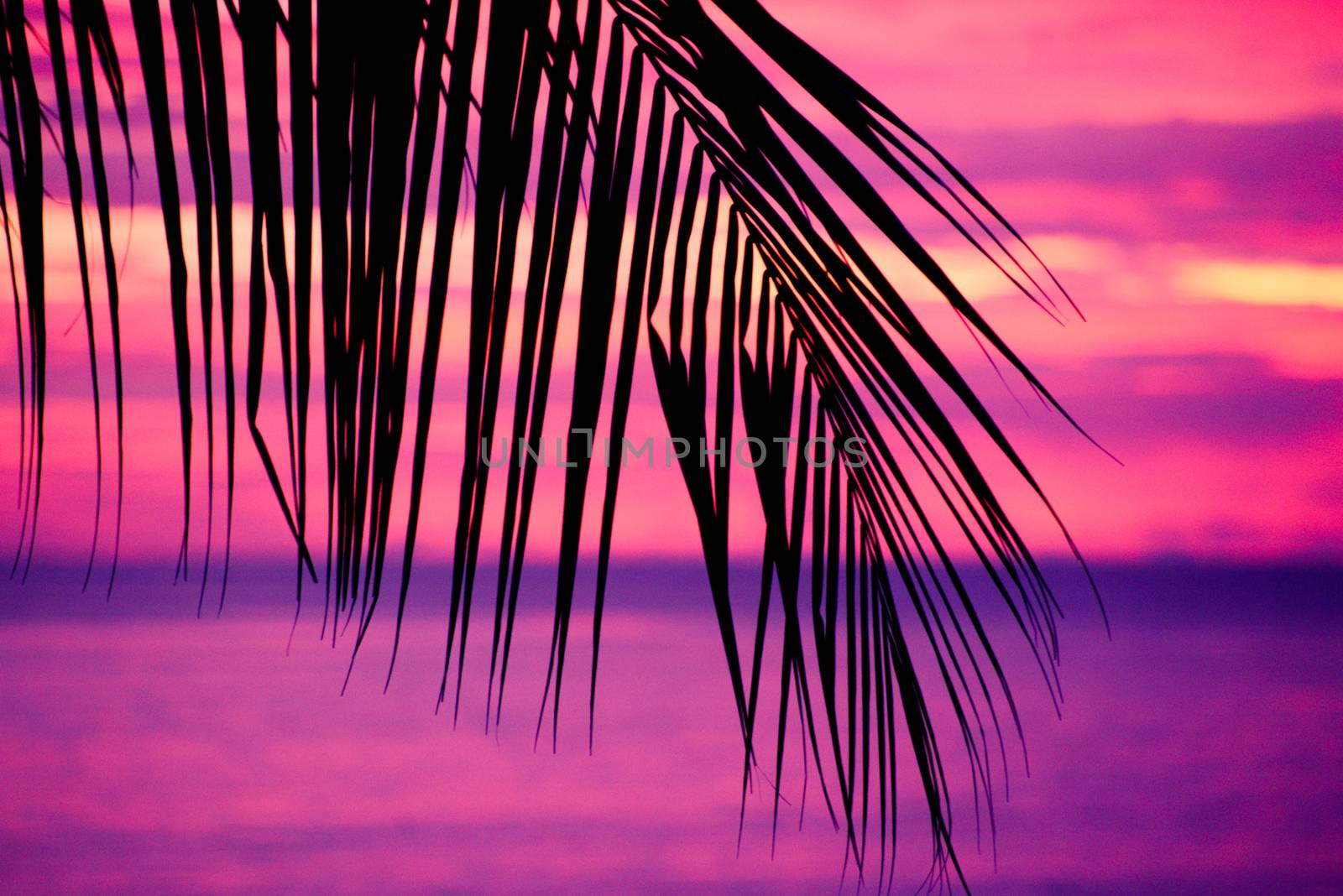 Tropical sunset with silhouette of a palm tree leaf