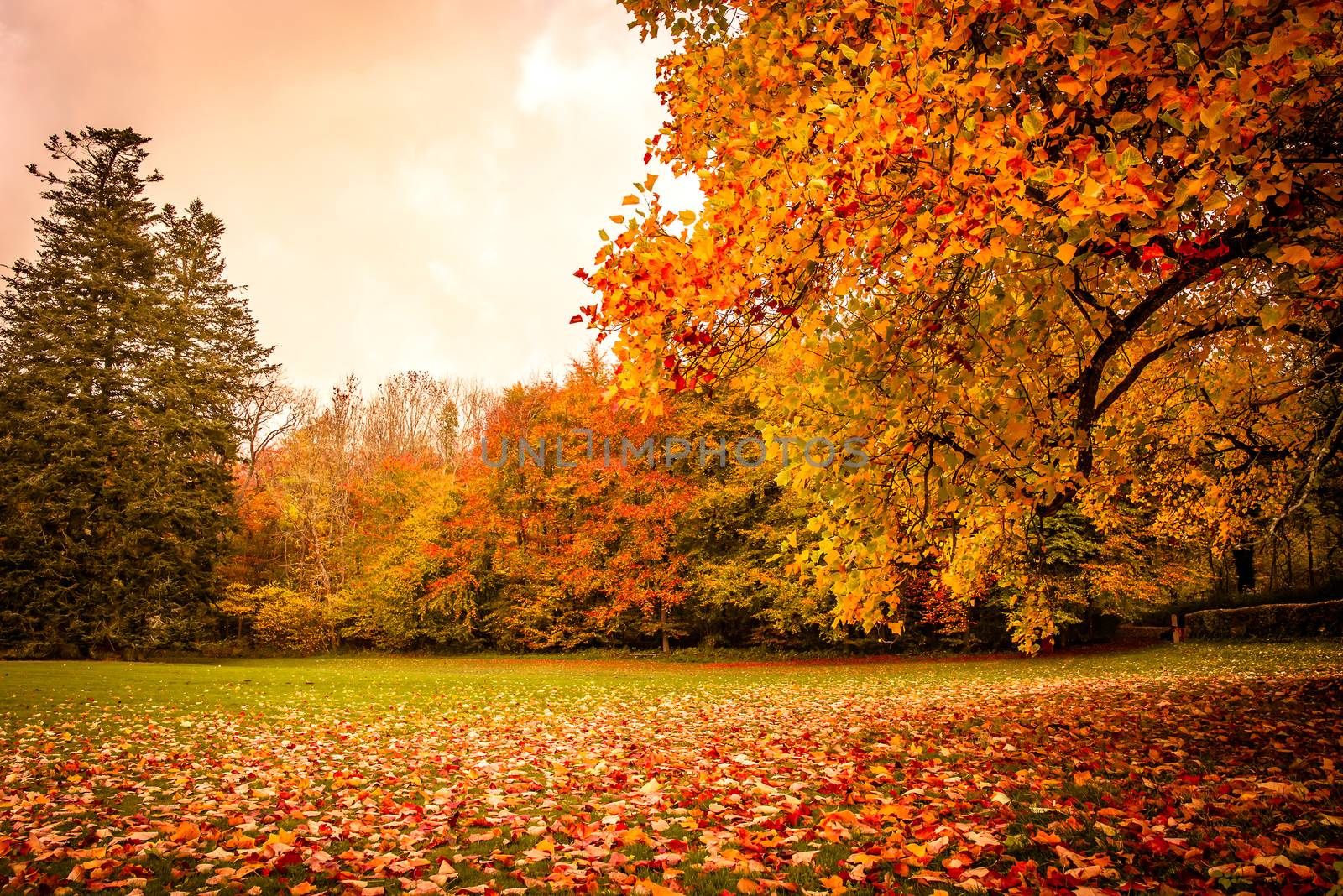 Colorful autumn leaves under a tree in the park at fall