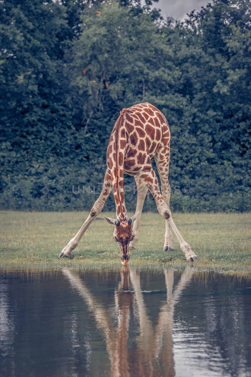 Tall giraffe drinking water at a pond in green nature