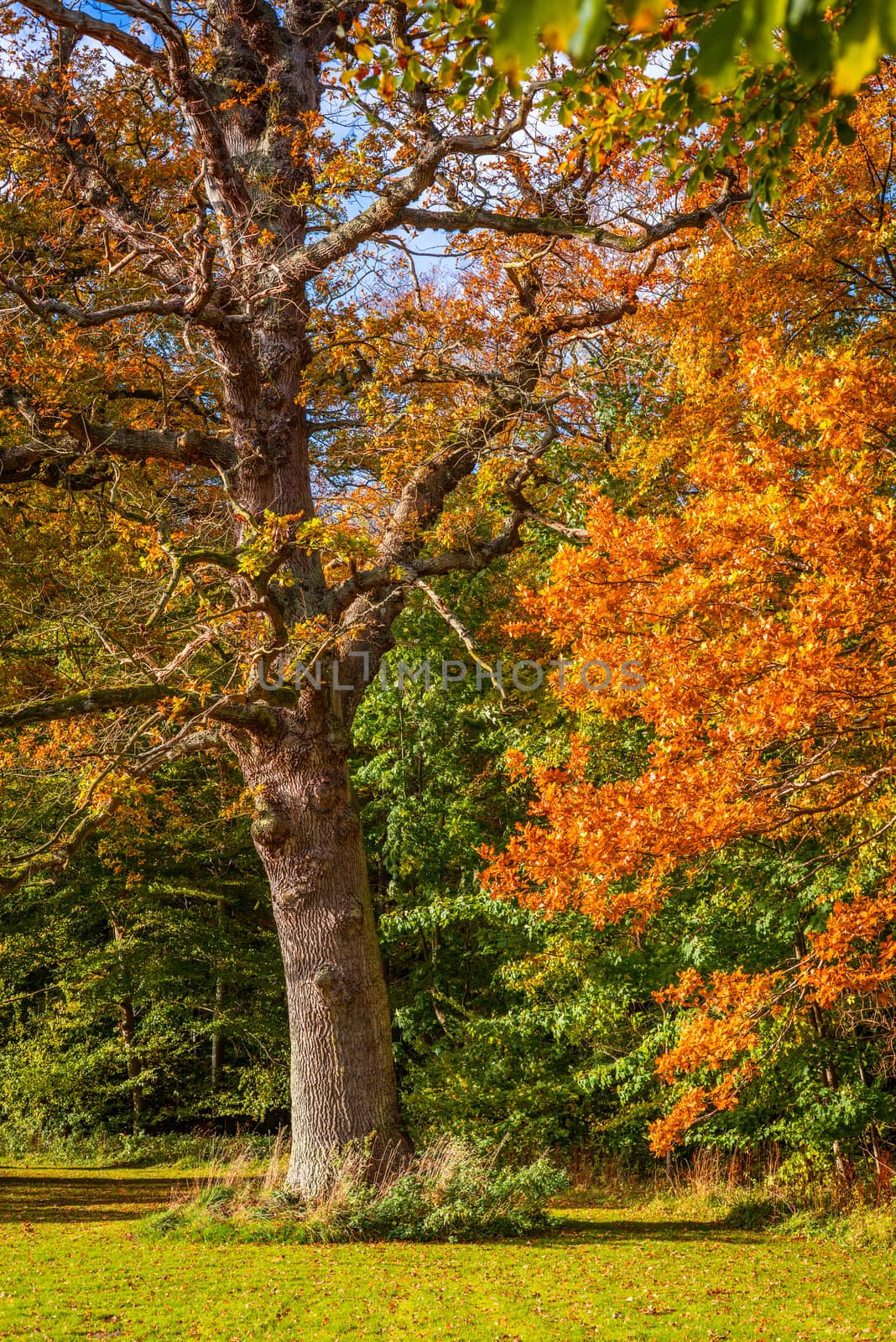 Trees with magic colors in the autumn by Sportactive