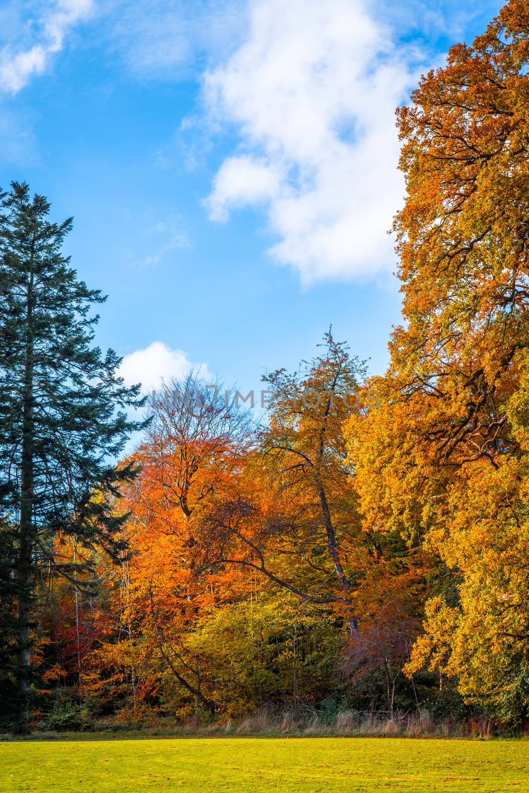 Park with colorful trees in warm colors in the fall