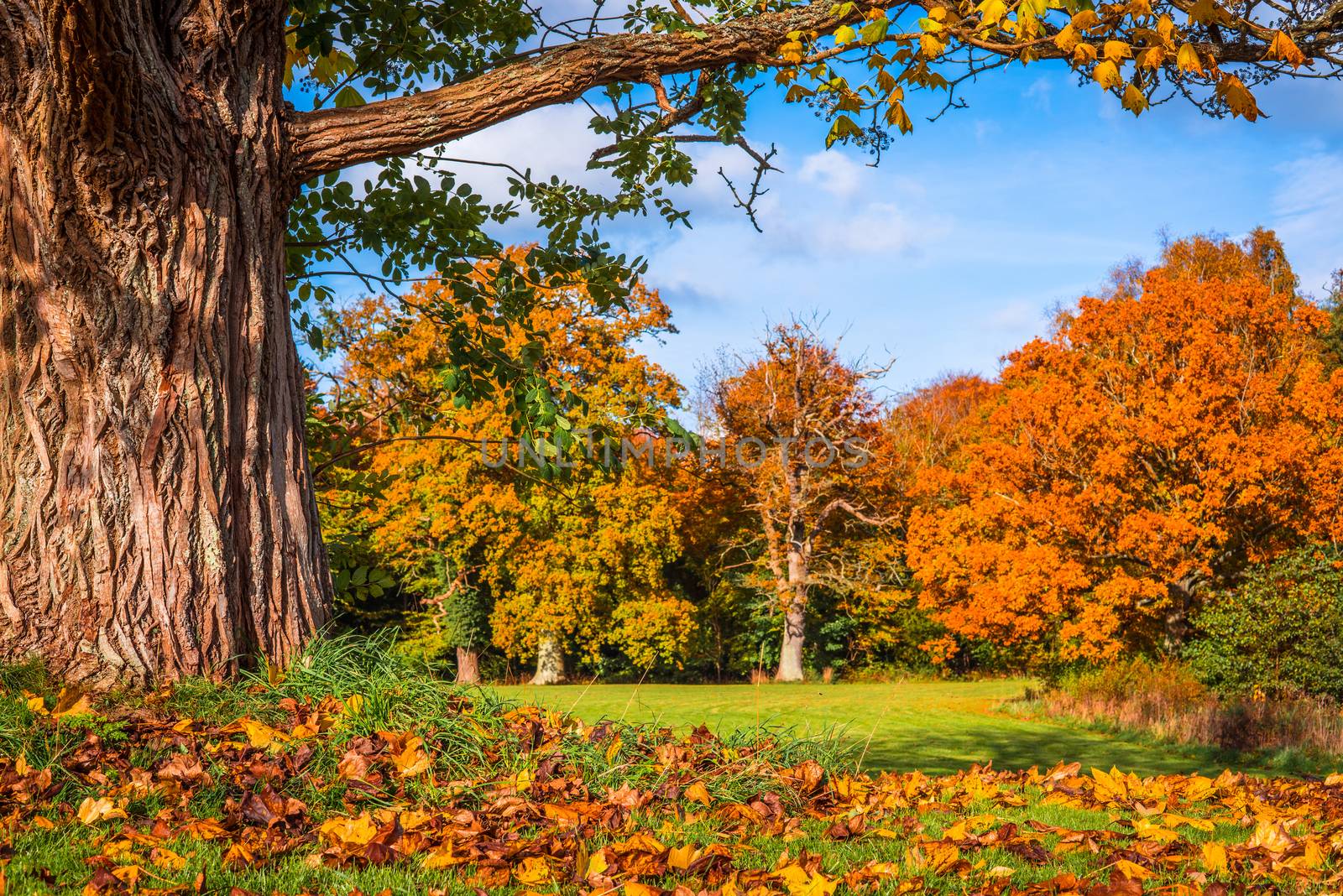 Autumn leaves under a big tree by Sportactive