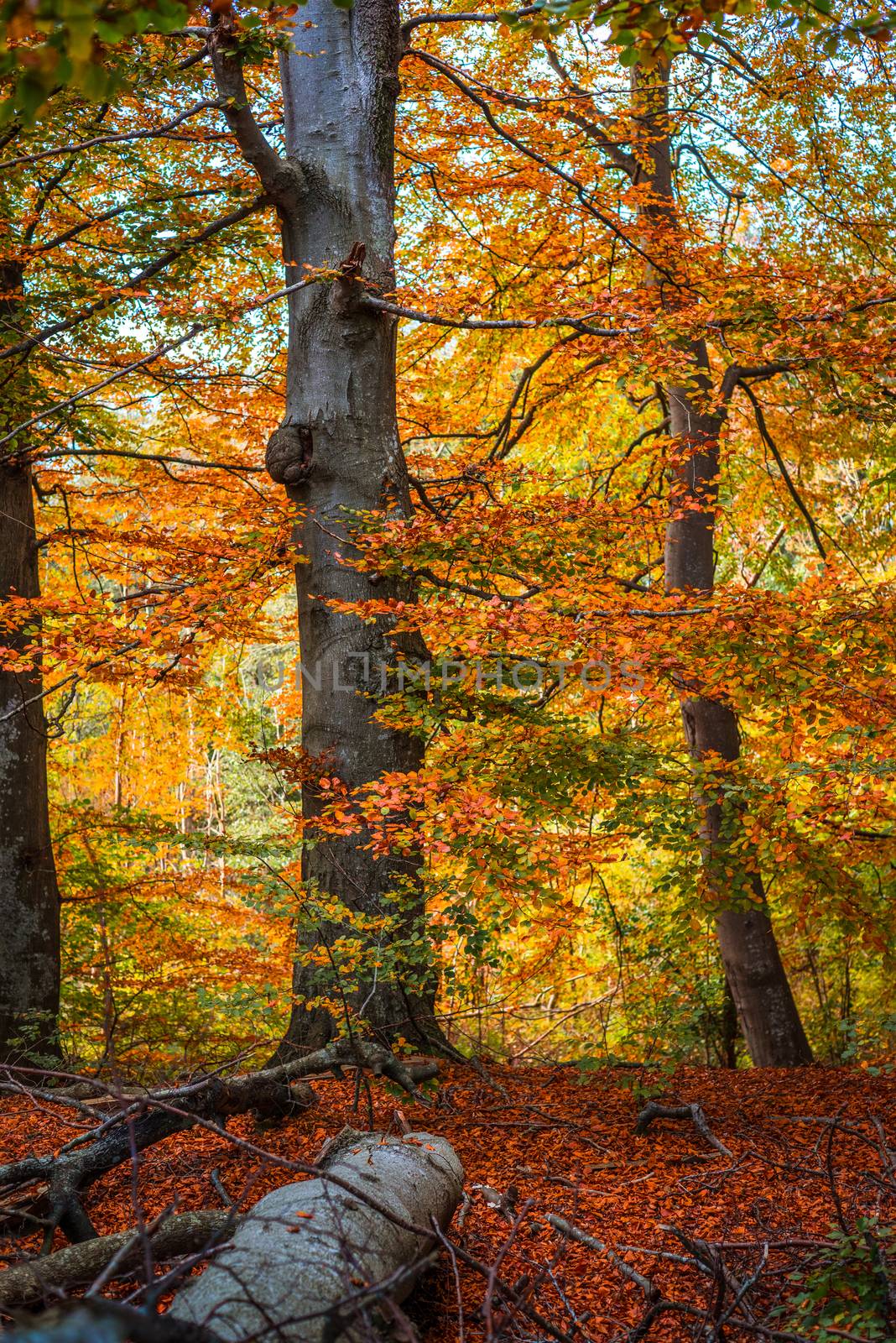 Trees in the woods in the fall by Sportactive