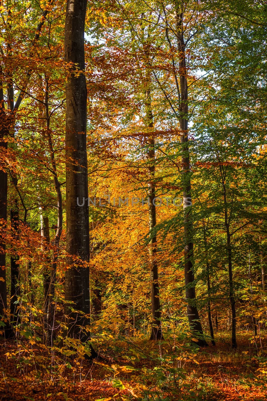 Forest with tall colorful trees in the fall