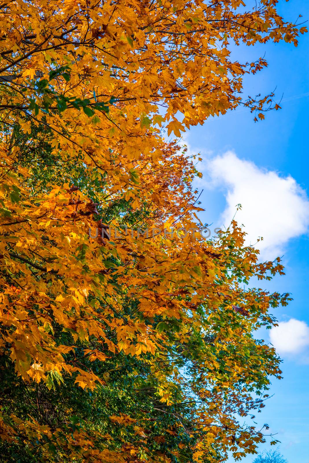 Autumn leaves on a tree on a sunny day by Sportactive