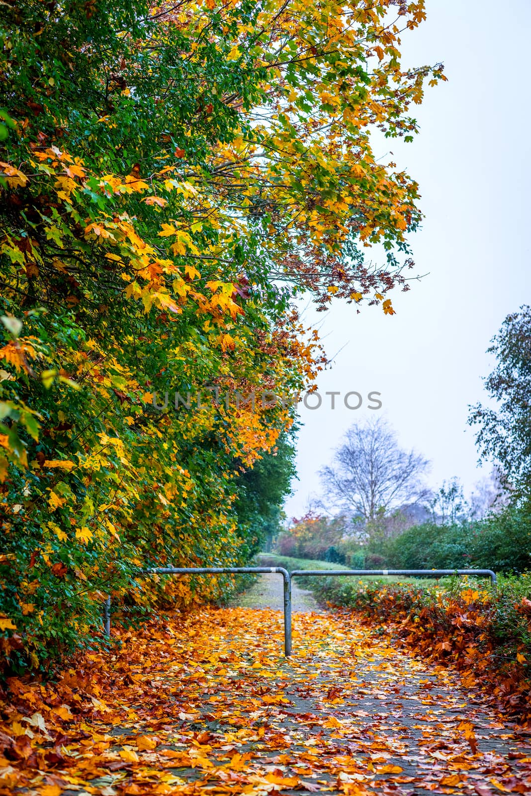 Path in the park with autumn maple by Sportactive