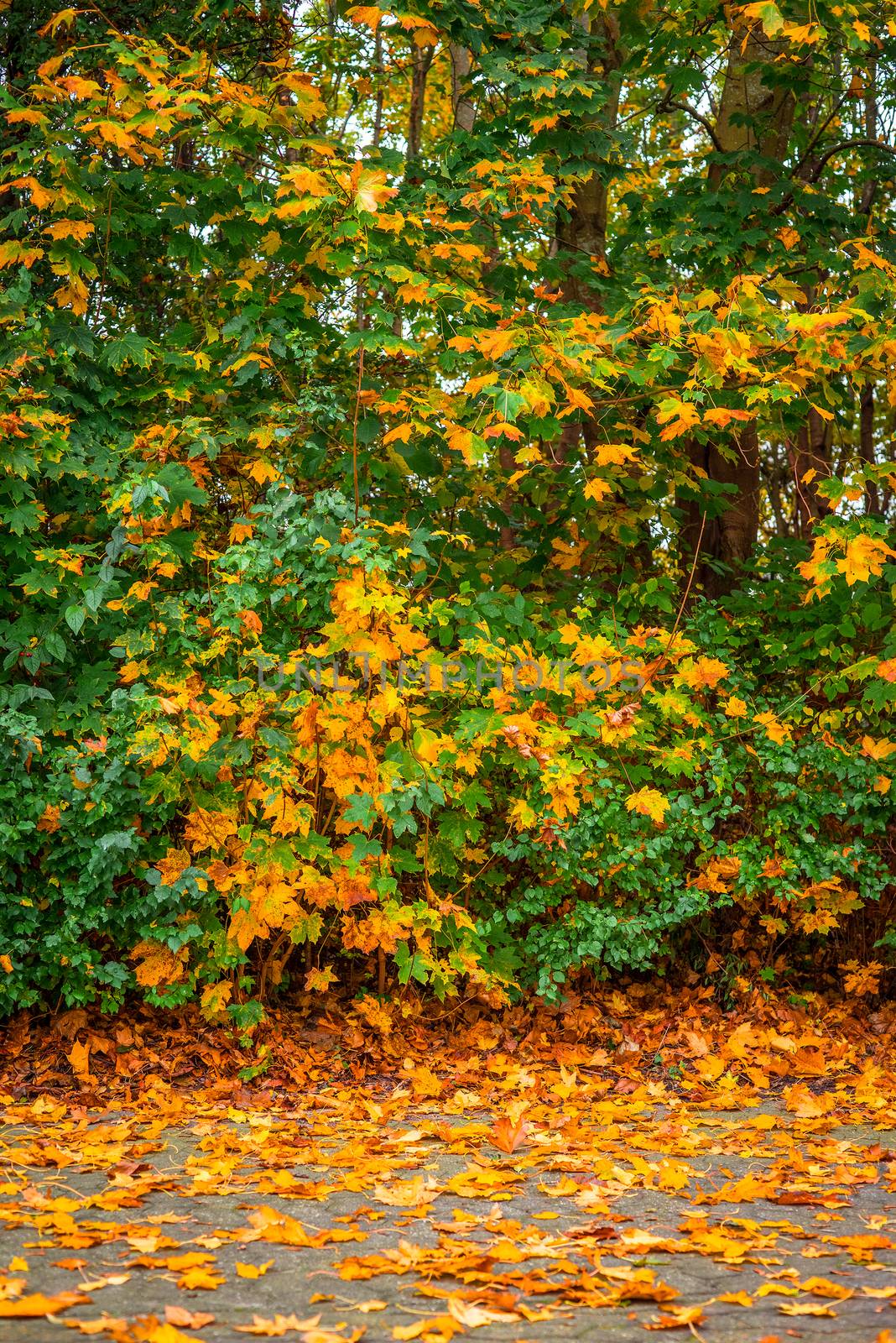 Colorful autumn maple leaves on the sidewalk