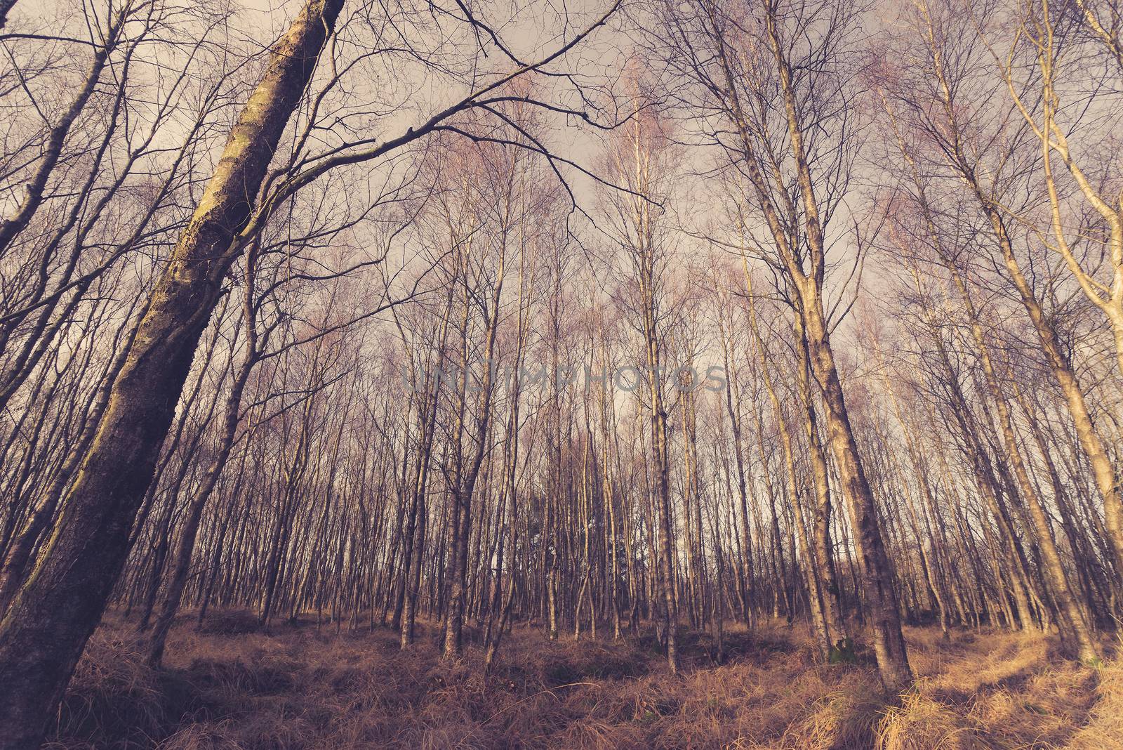 Birch trees without leaves in the forest at autumn