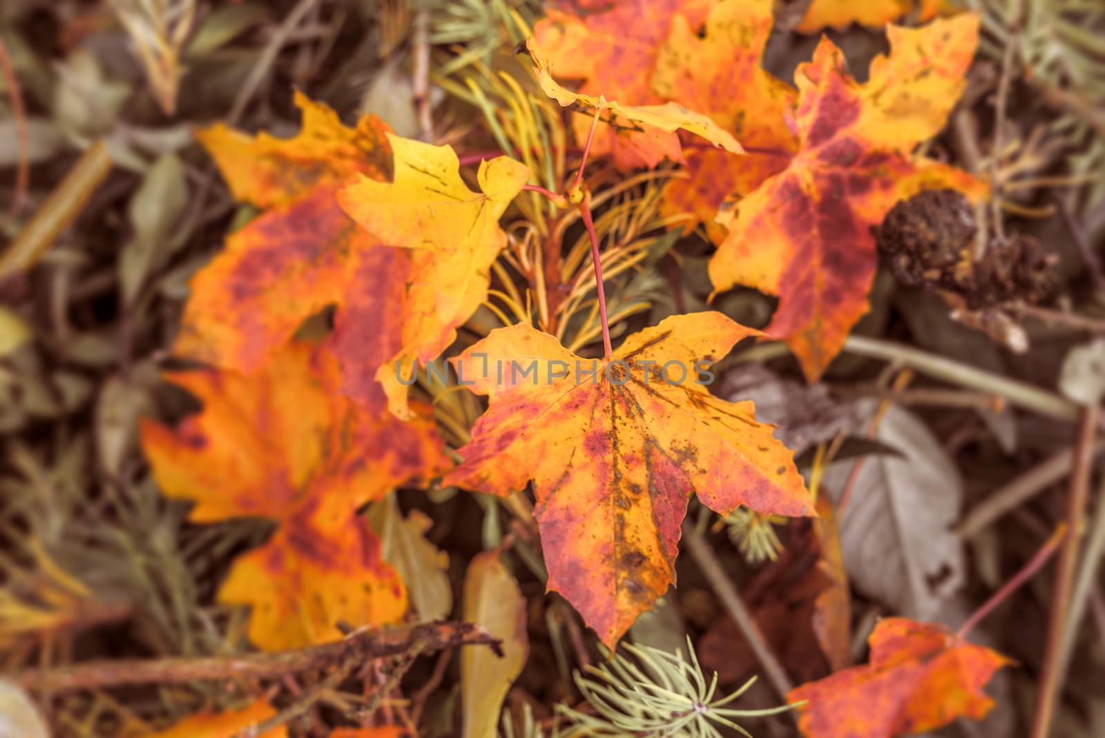 Autumn maple in red and yellow colors in the fall
