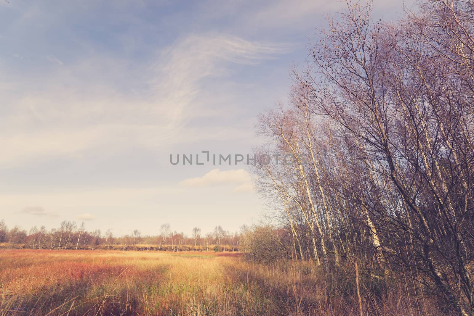 Birch trees at a swamp in the autumn