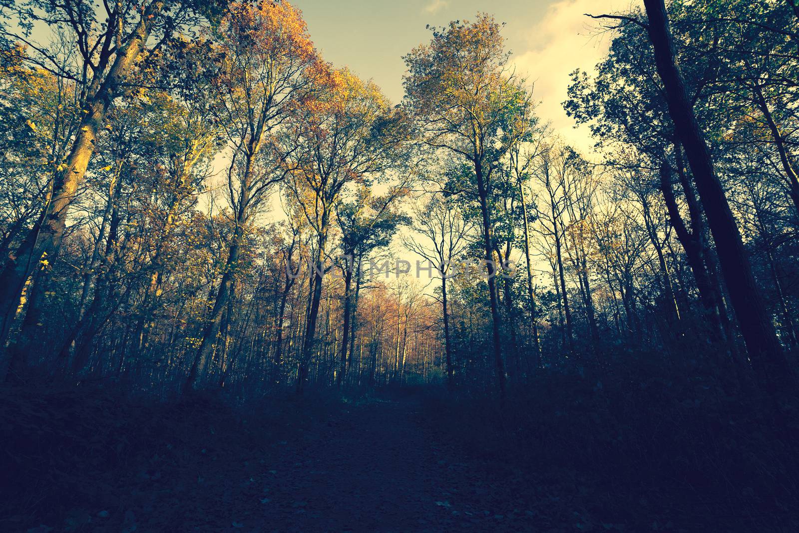 Autumn forest with colorful trees in the evening