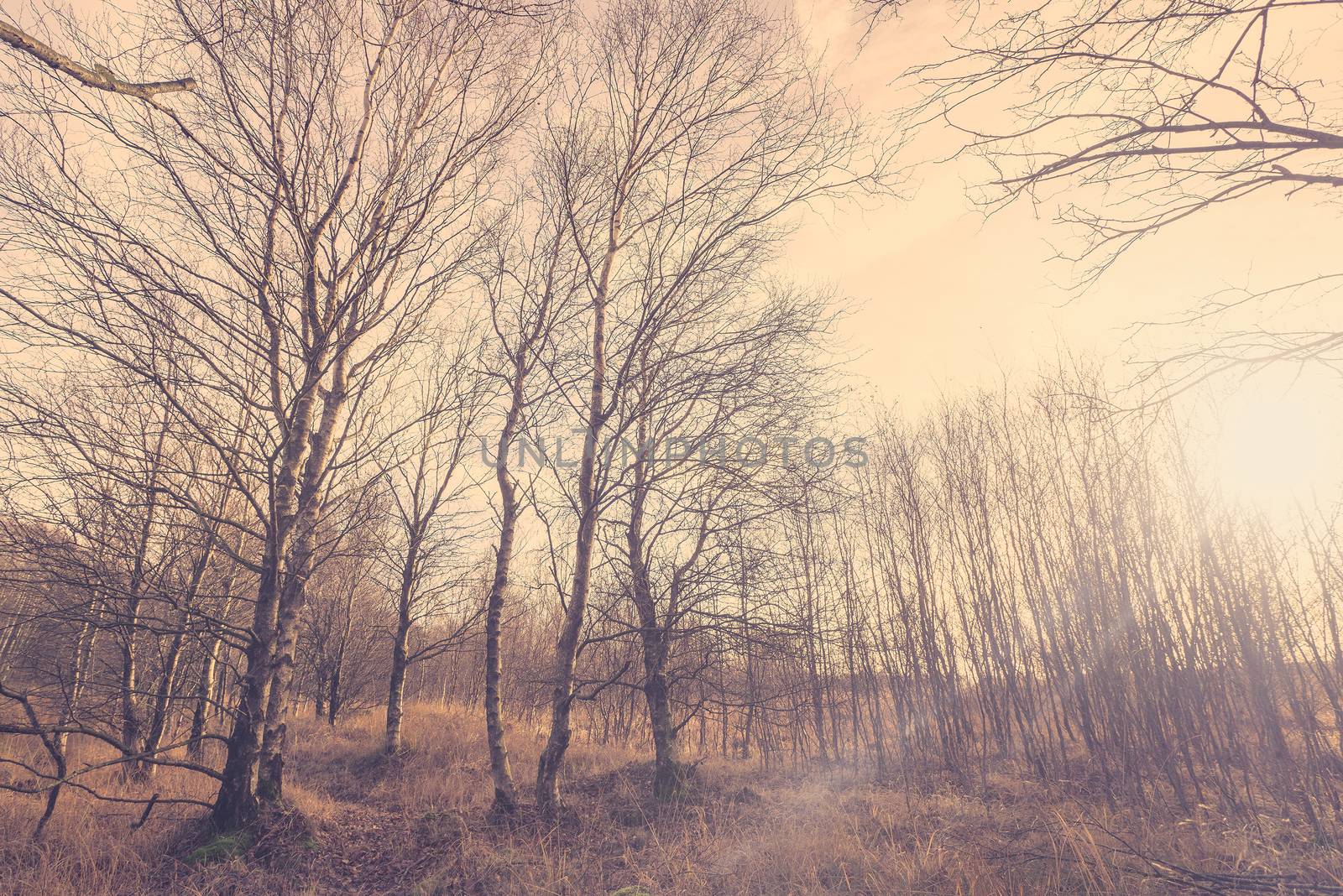 Birch forest in Denmark at autumn