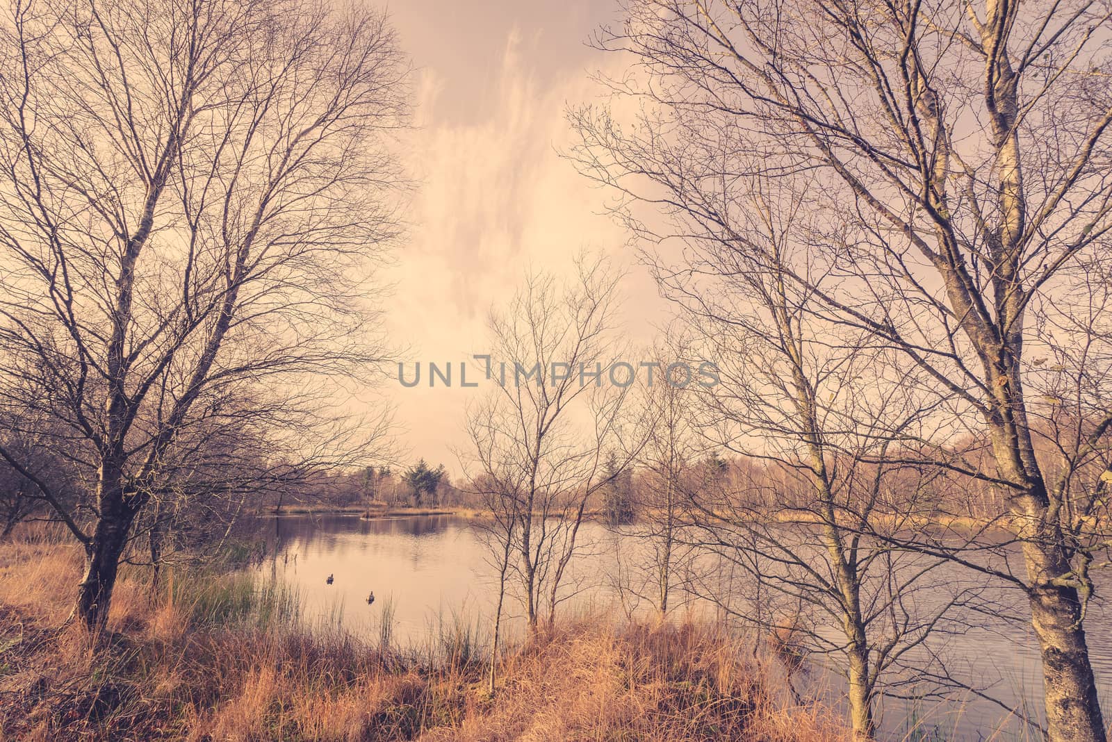Idyllic lake with ducks in the autumn