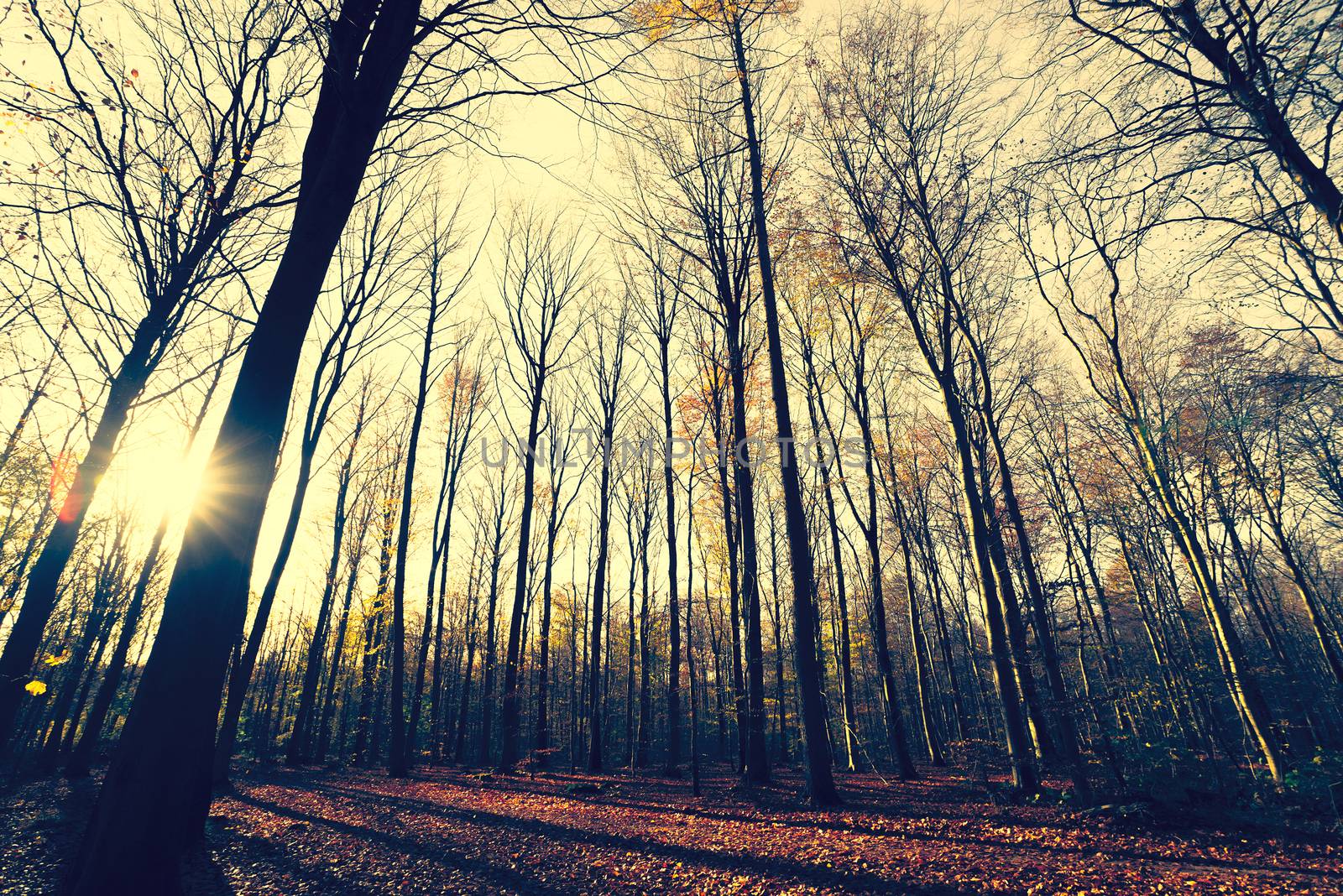 Trees without leaves in the forest at autumn