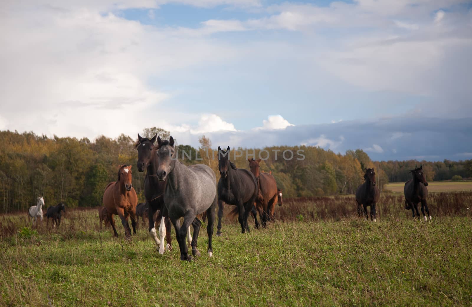 Horses in Field by desant7474