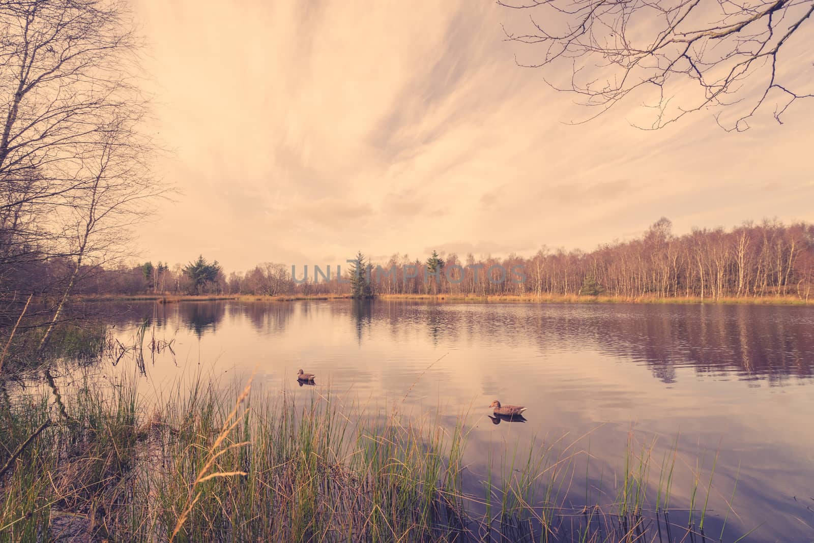 Idyllic lake scenery with lure ducks in the autumn