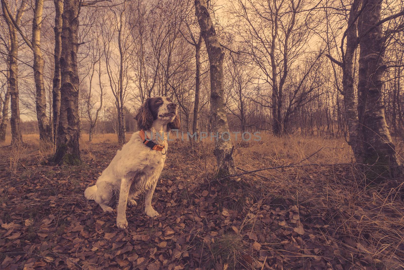 Dog sitting in the forest at autumn