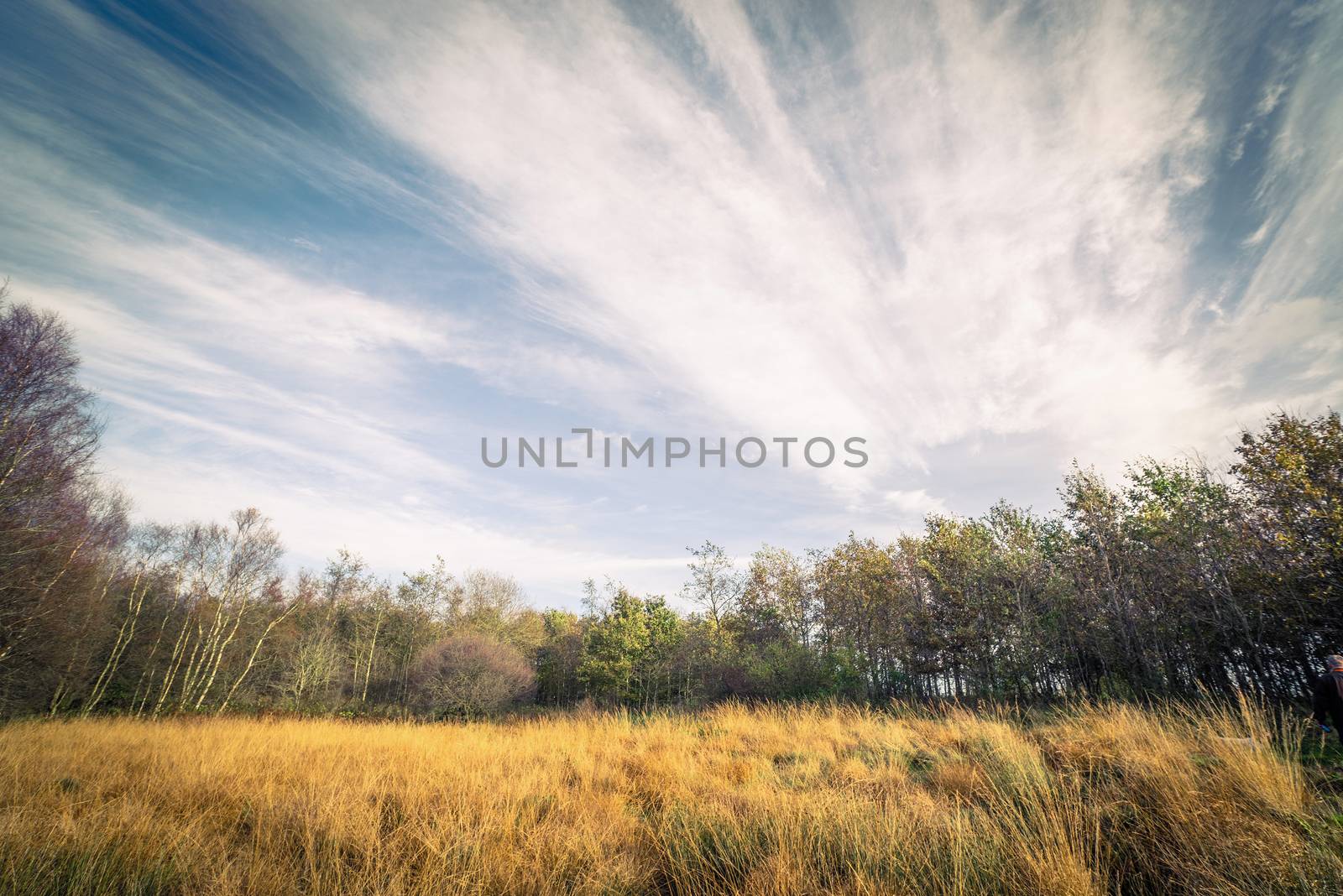 Nature from Denmark with birch trees in the autumn