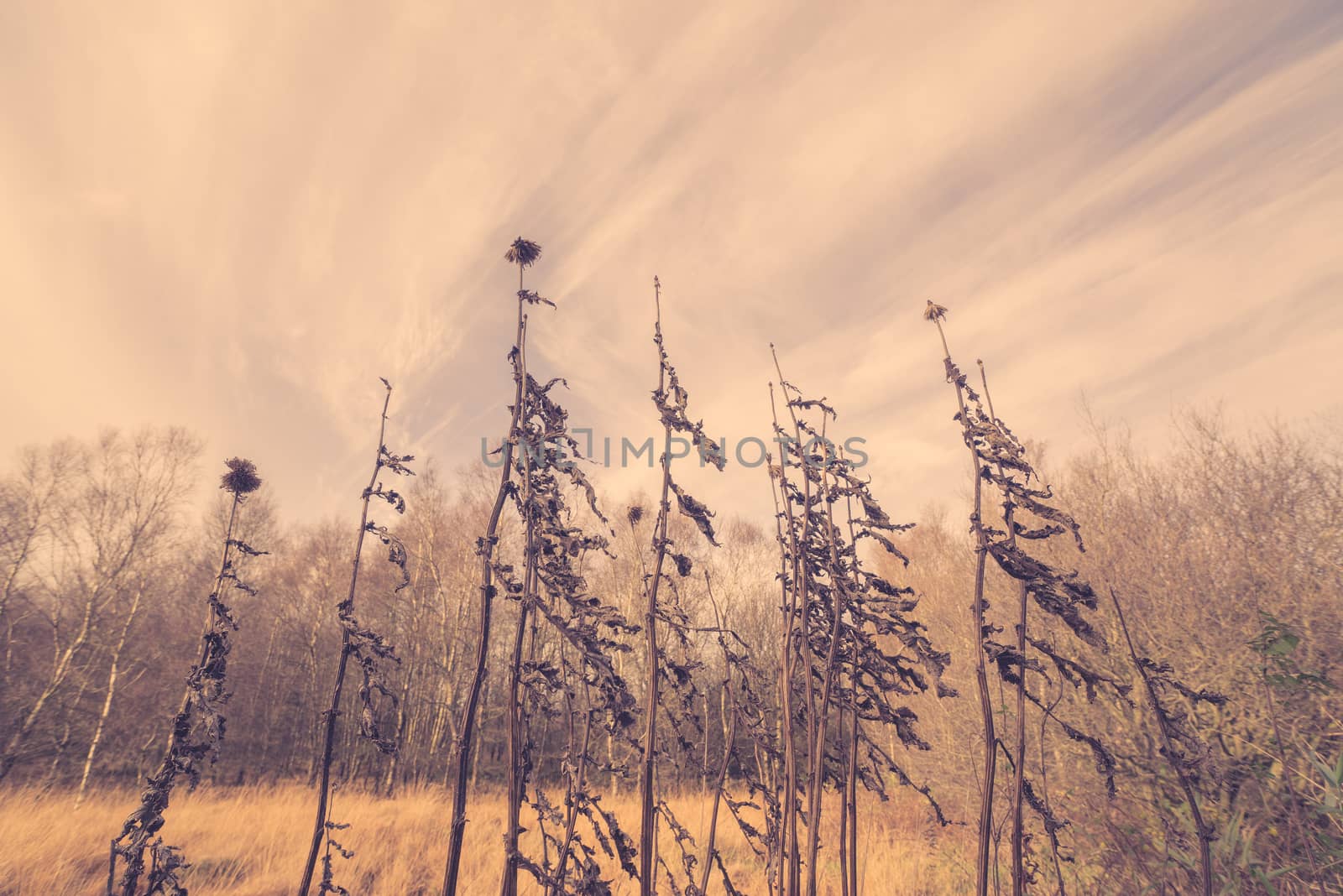 Withered thistles in autumn nature in the morning