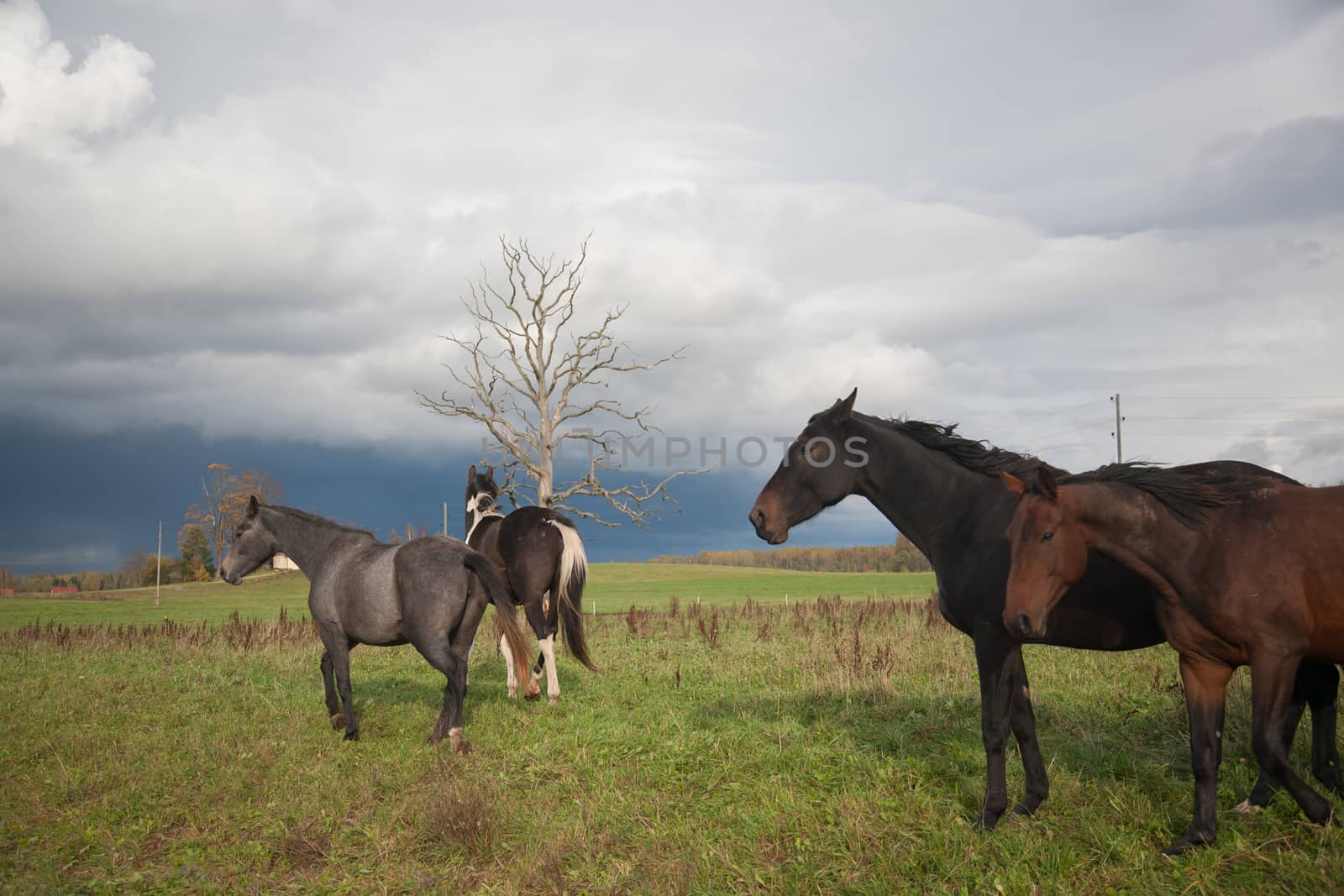 Horses in Field by desant7474