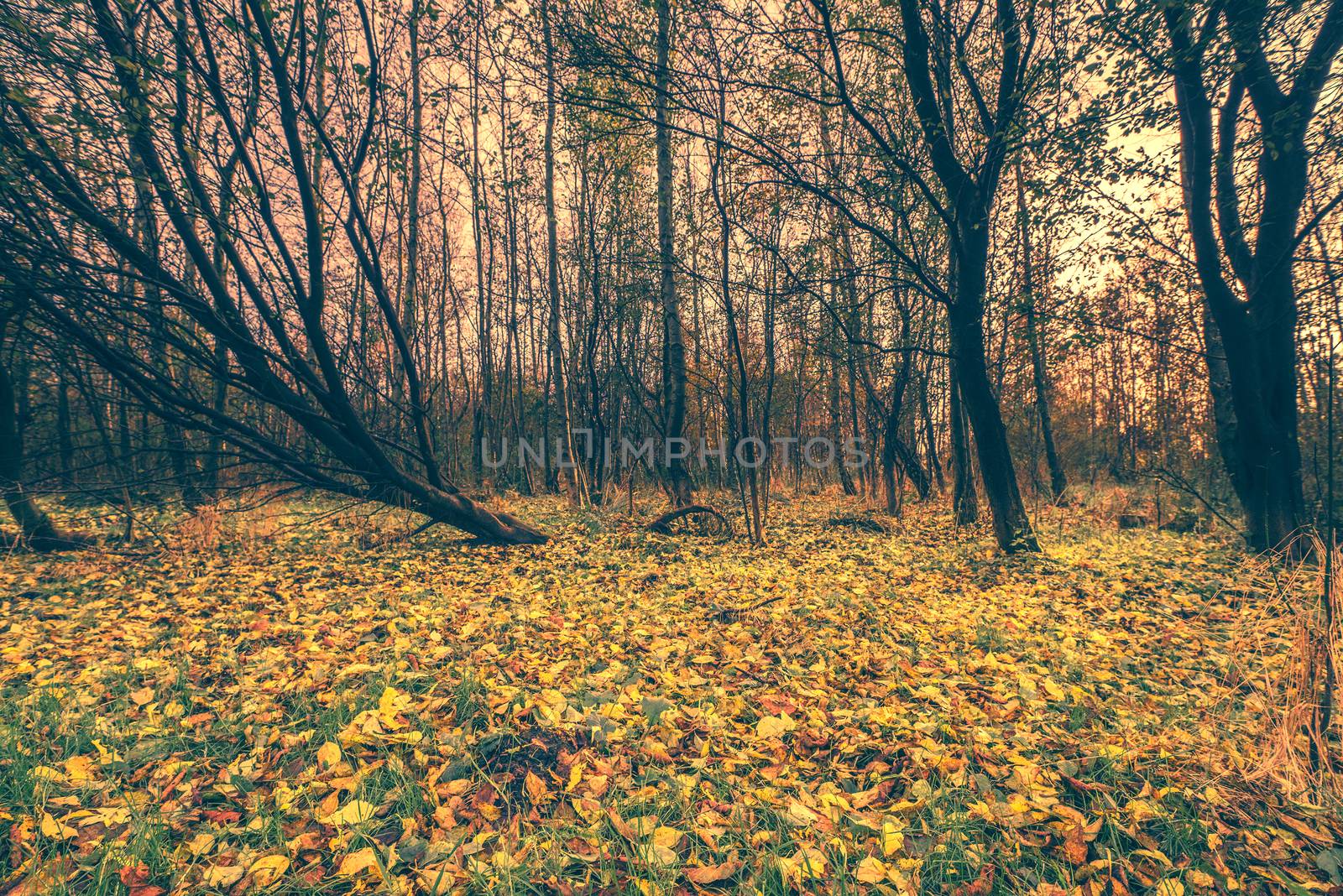 Colorful leaves on the ground in the forest at autumn