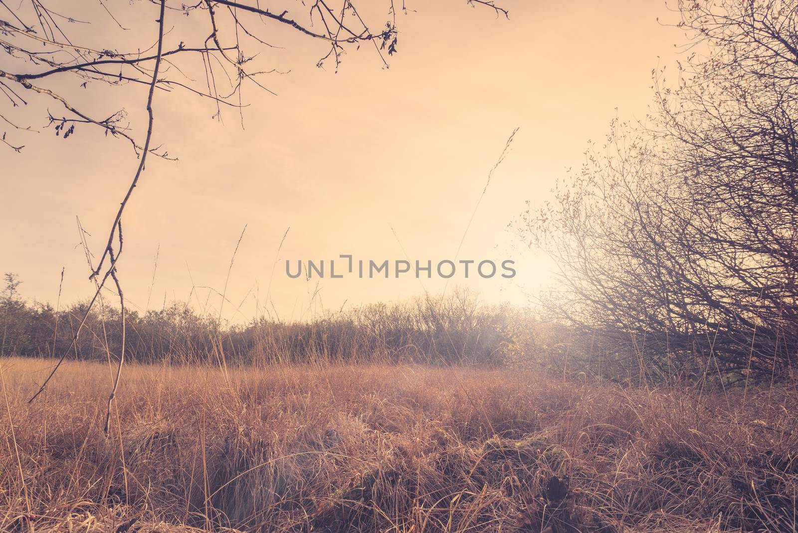 Autumn meadow with tall grass in the sunset
