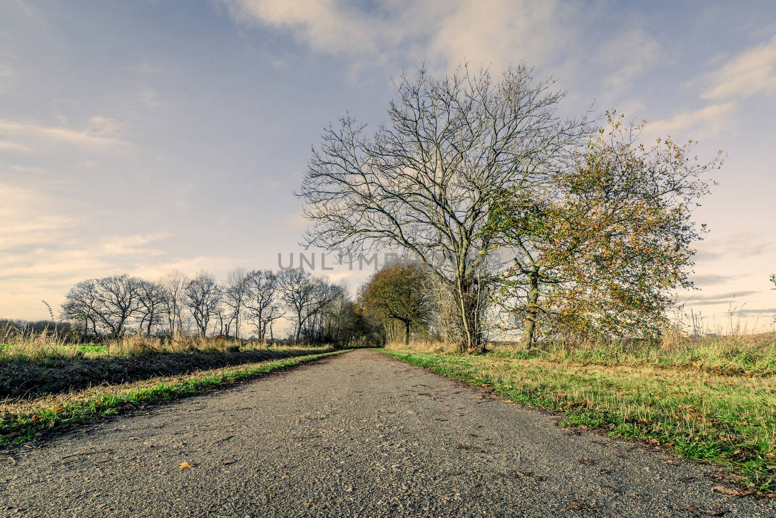 Nature path with naked trees in the late autumn